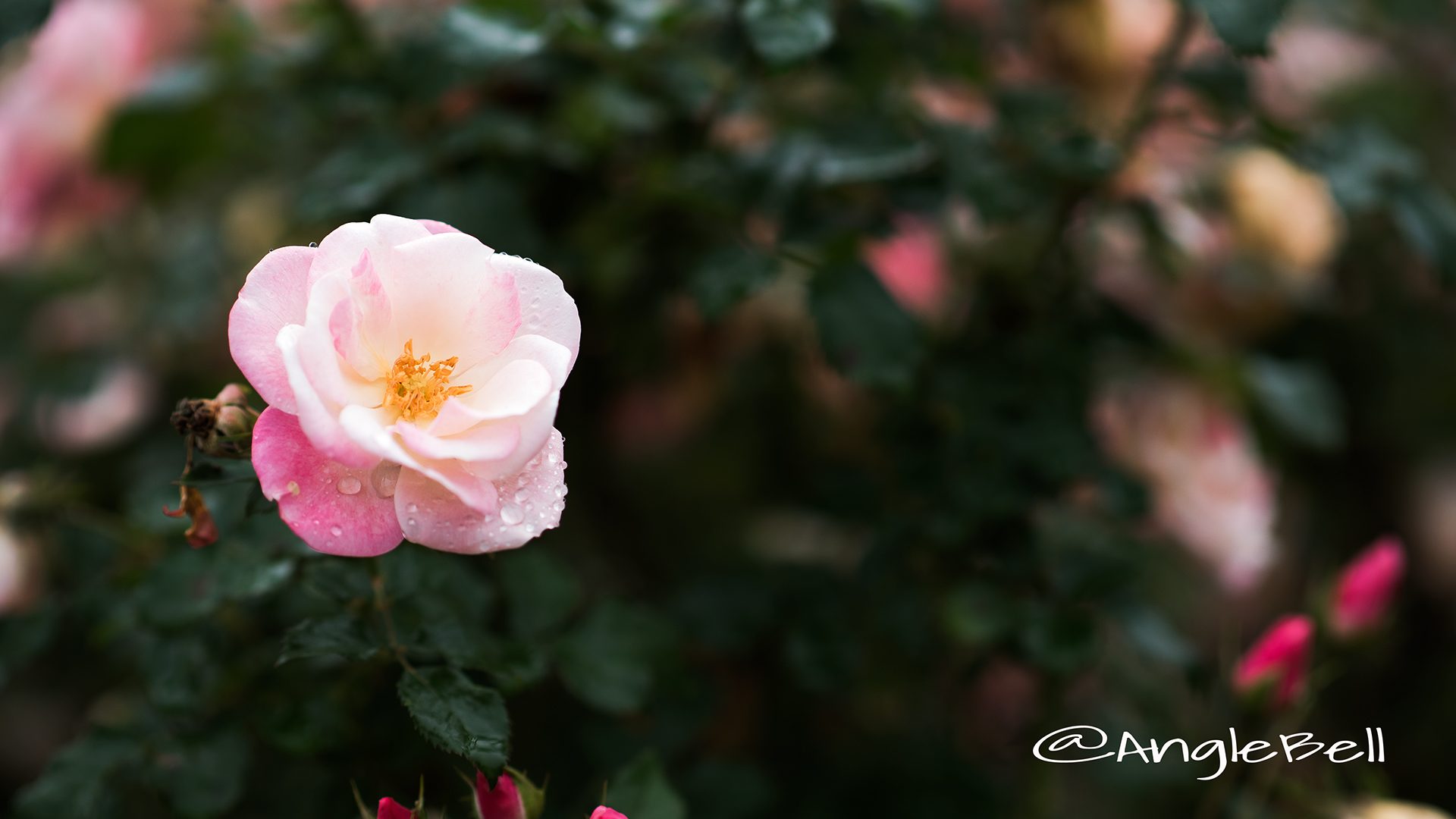 桜霞 (バラ)