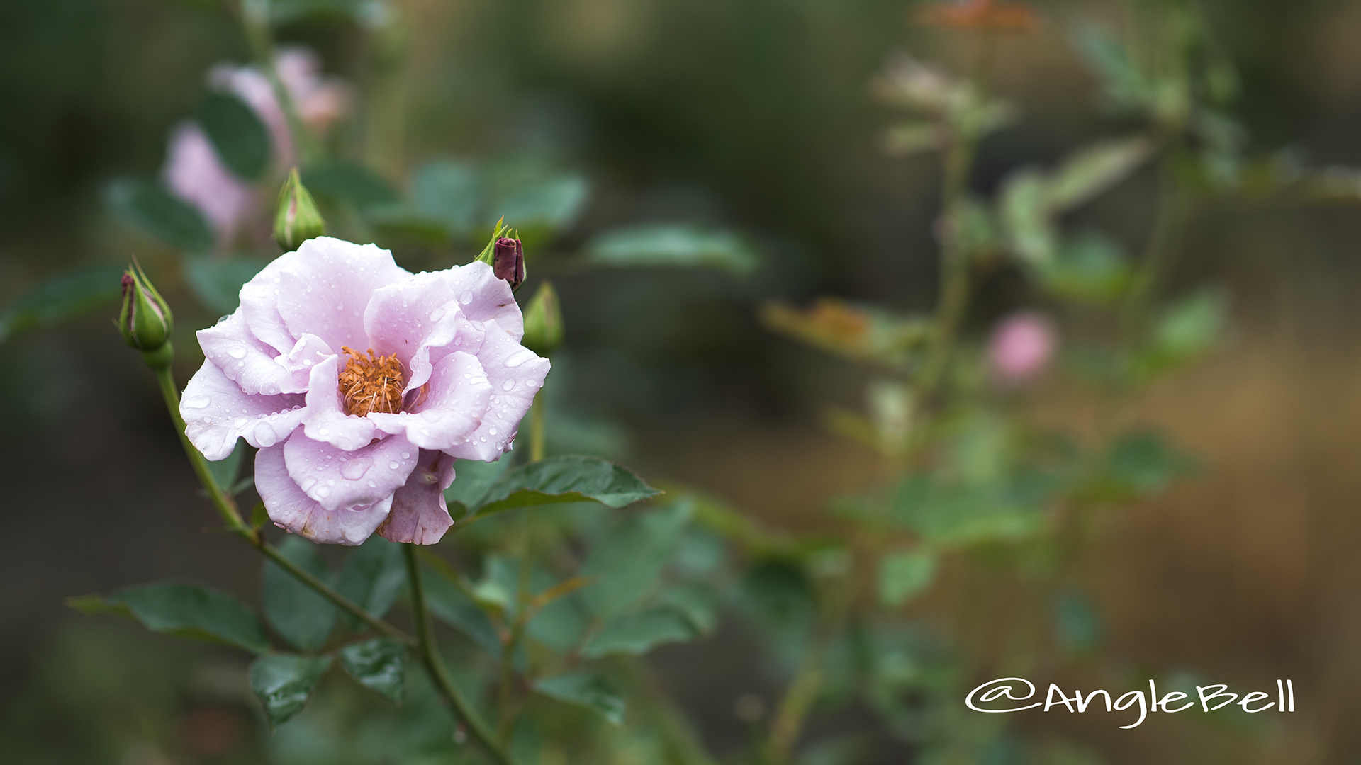 紫の園 (バラ) Flower Photo2