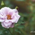 紫の園 (バラ) Flower Photo1