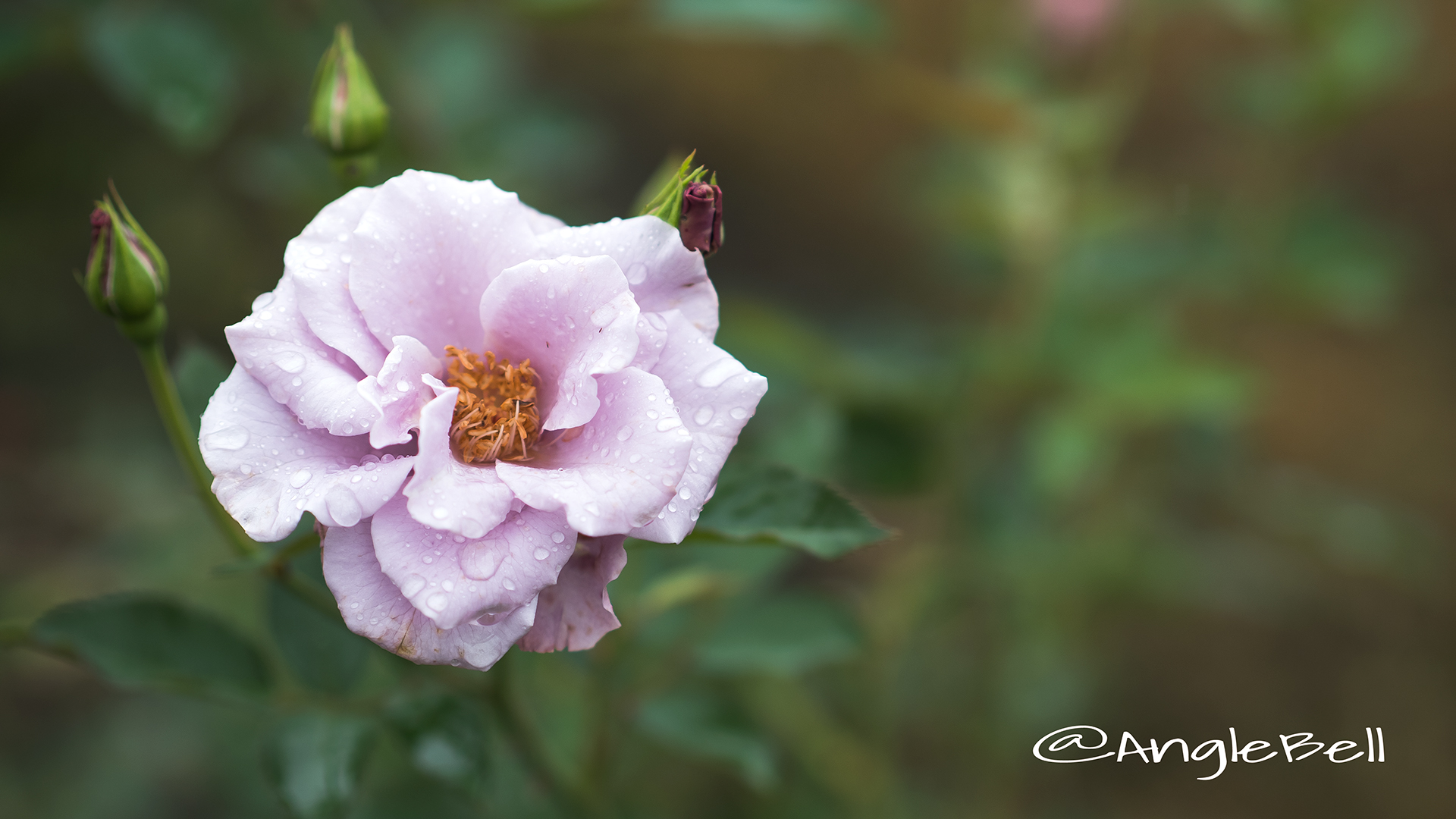 紫の園 (バラ) Flower Photo3