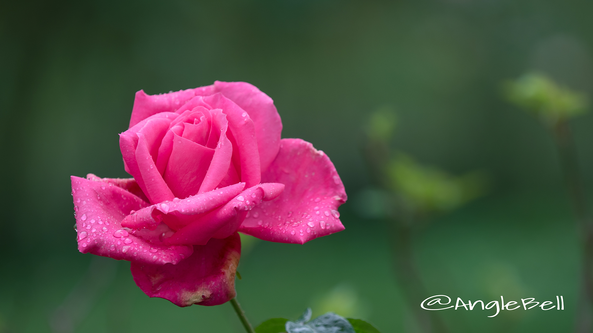 マリアカラス (バラ) Flower Photo2