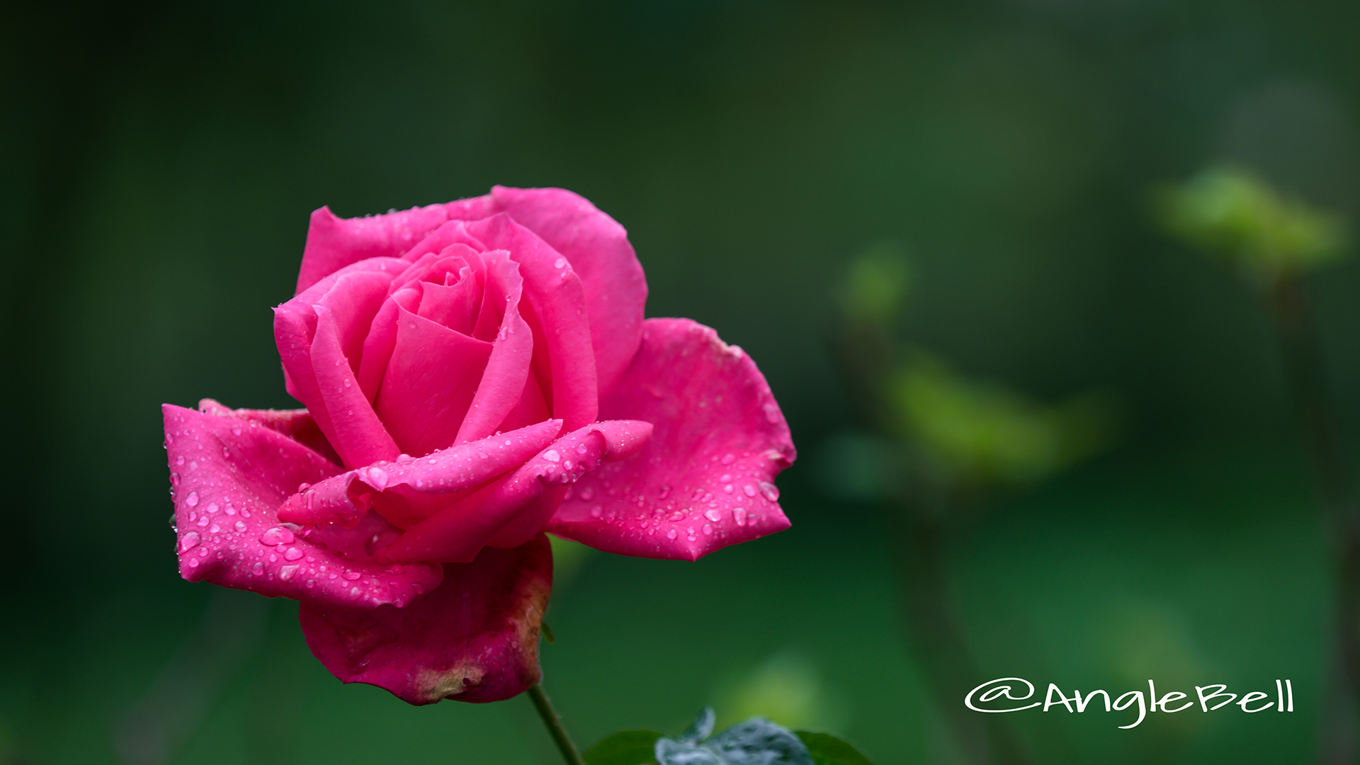 マリアカラス (バラ) Flower Photo2