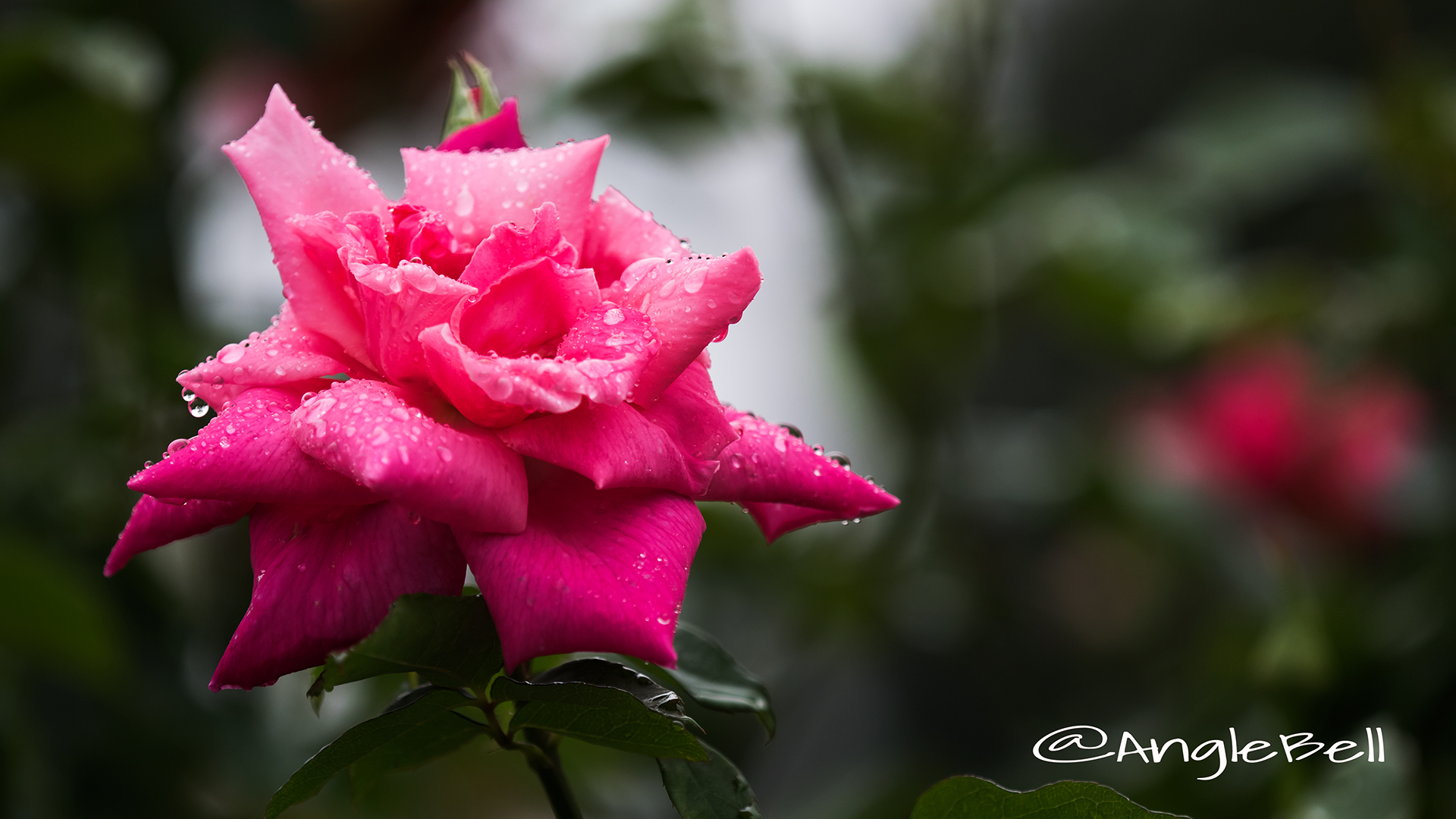 パリーザァ シャルム (バラ) Flower Photo2