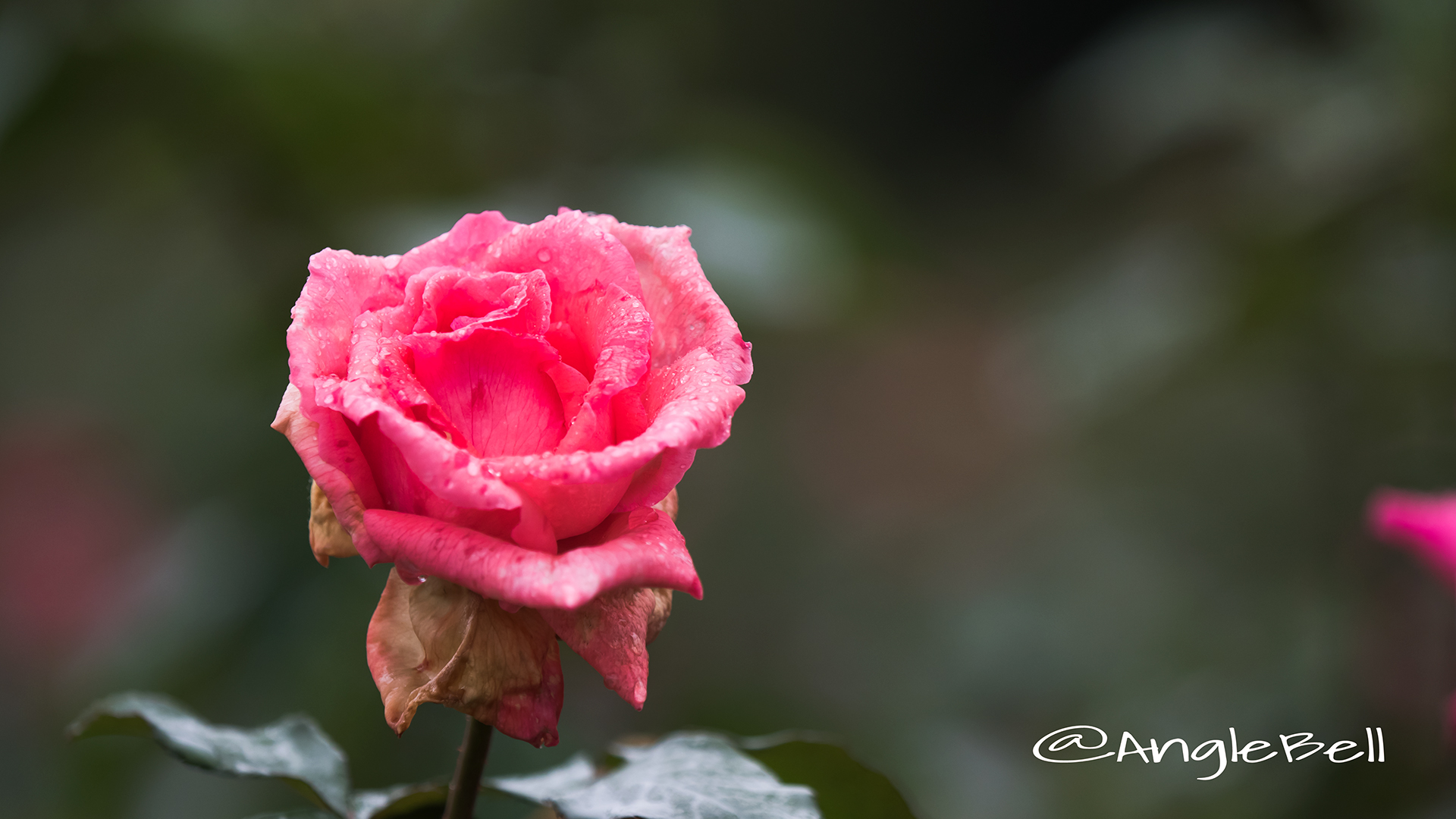 パリーザァ シャルム (バラ) Flower Photo3