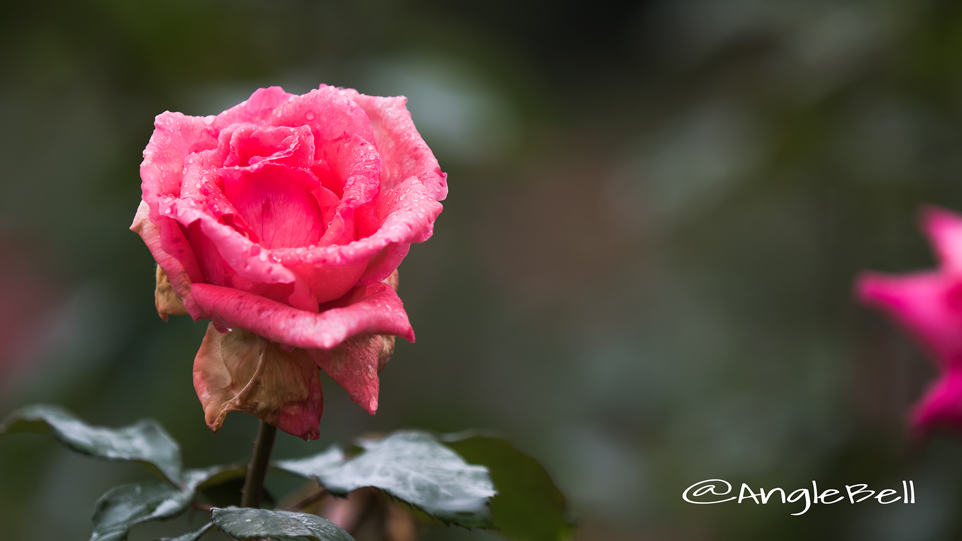 パリーザァ シャルム (バラ) Flower Photo4