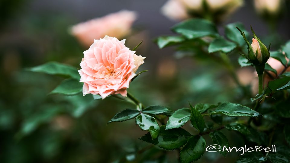 ボンボン (バラ)