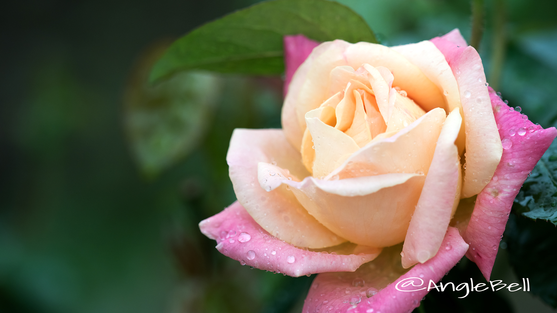 ドイリー1149❤️華麗な薔薇の花園とパールビーズのドイリー✨ 👼🏻 リトルエンジェル👼🏻ハイライト バスター系、繊細系、ラメ