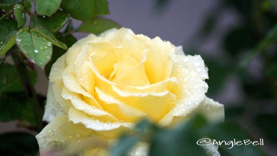 オールスパイス (バラ)