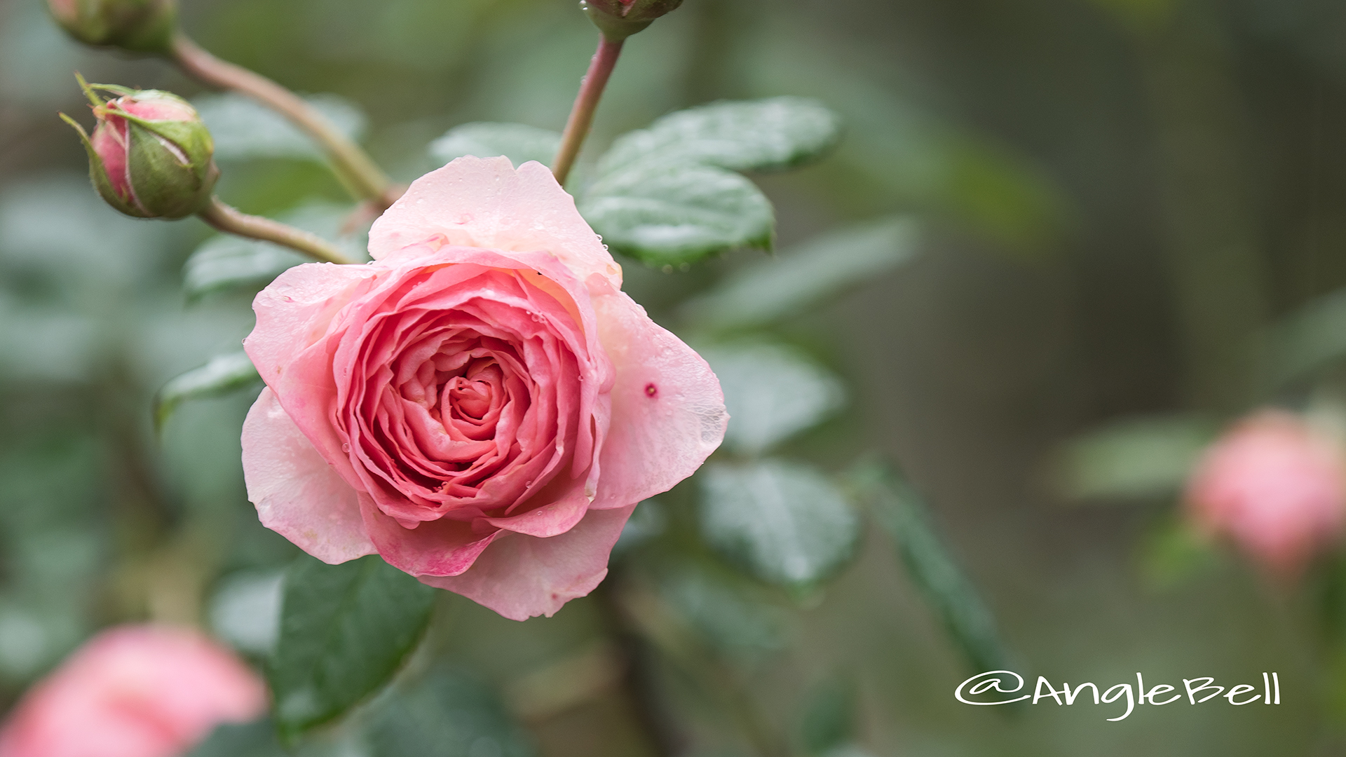 アマンディーン シャネル (バラ) Flower Photo3