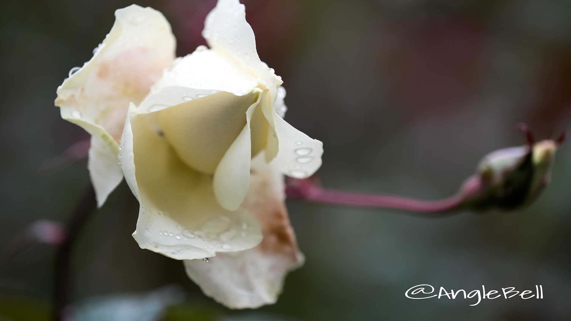 ミセス キャンベル ホール (バラ) Flower Photo2