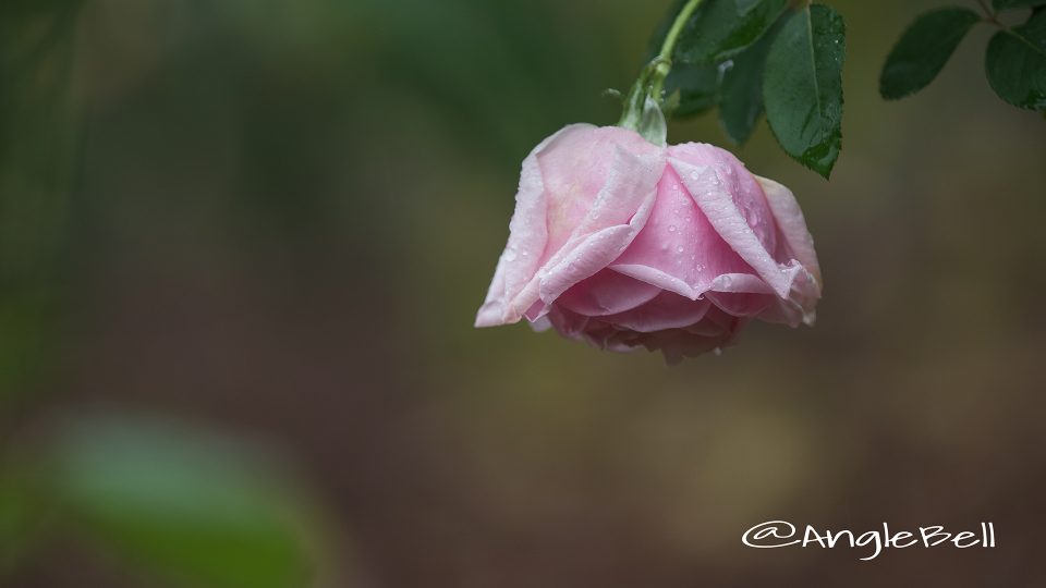 ラ フランス (バラ)