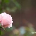 ウエスト コースト (バラ) Flower Photo1