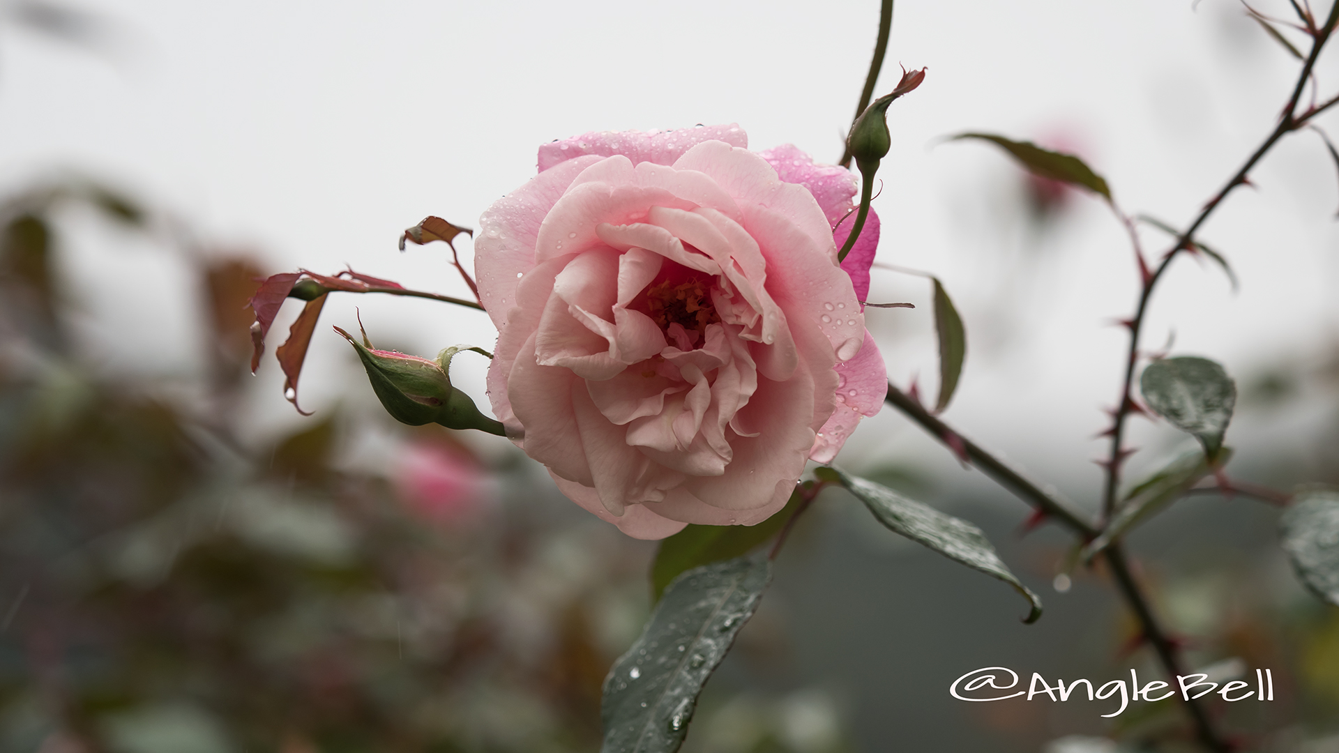 ル ヴェスューヴ (バラ) Flower Photo2