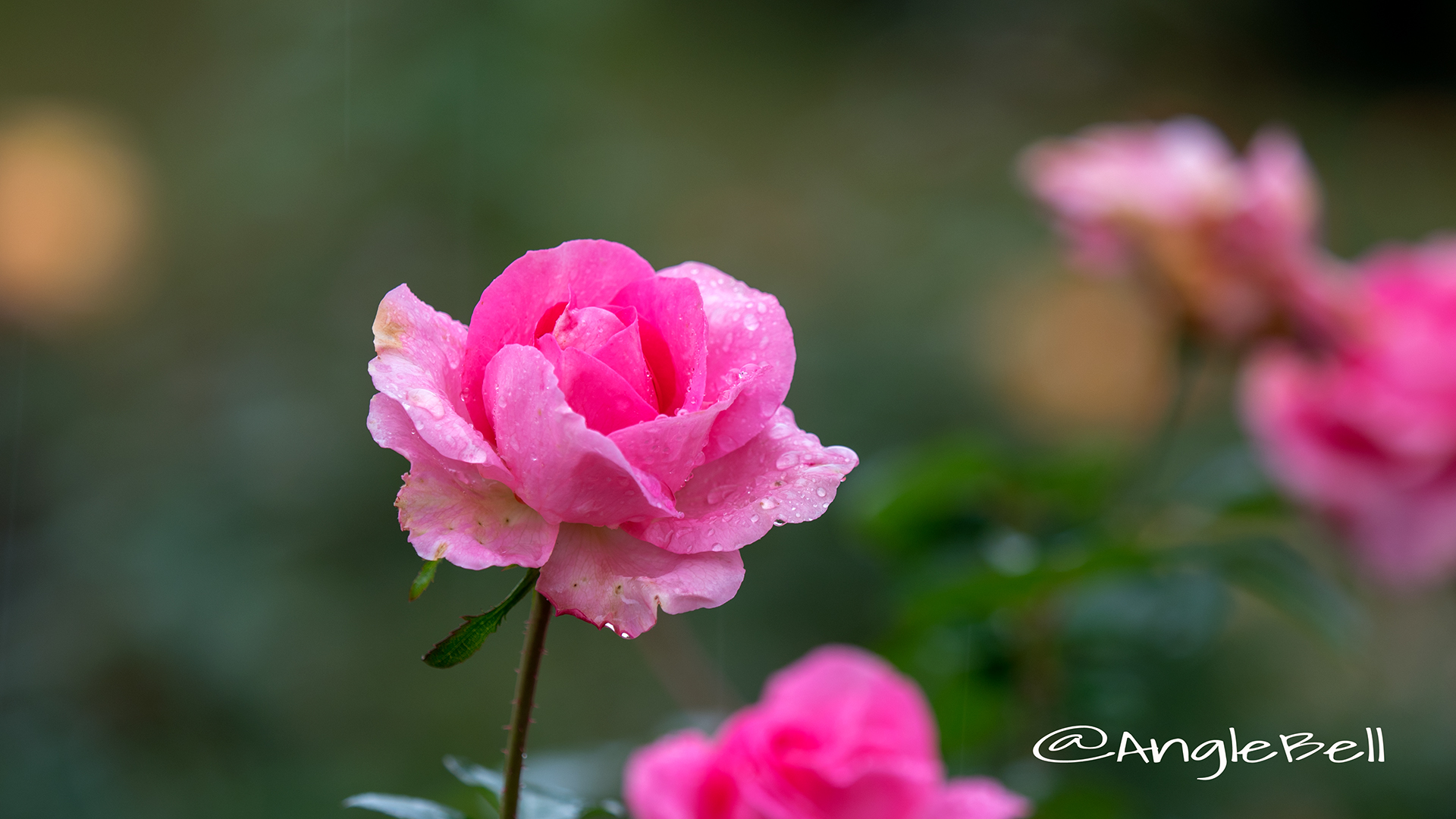 ピンク スプリーム (バラ) Flower Photo2