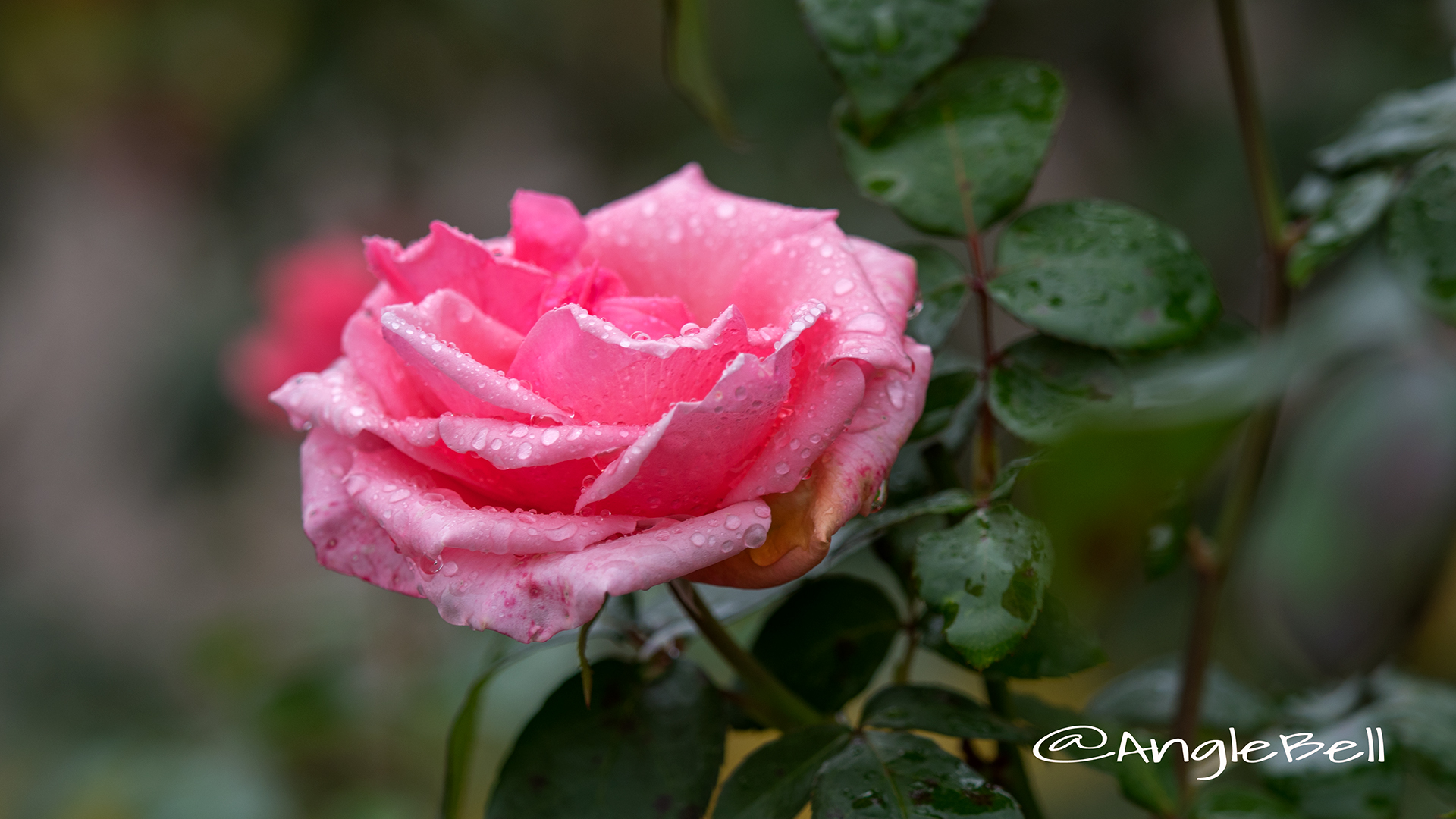 ロイヤル ドット (バラ) Flower Photo3