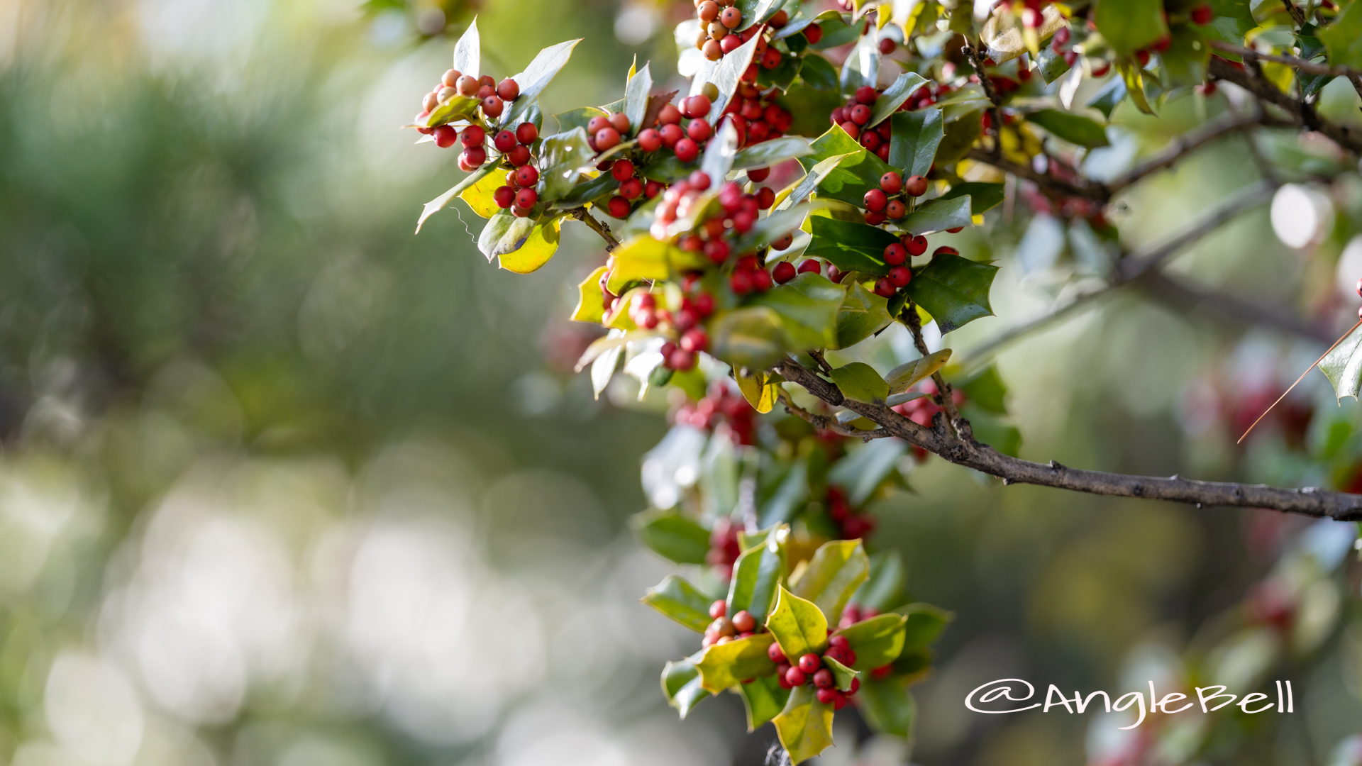 シナヒイラギ　支那柊 Flower Photo2019_2