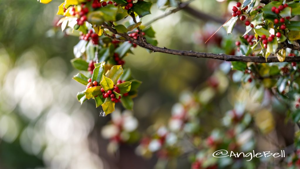 シナヒイラギ　支那柊 Flower Photo2019_1