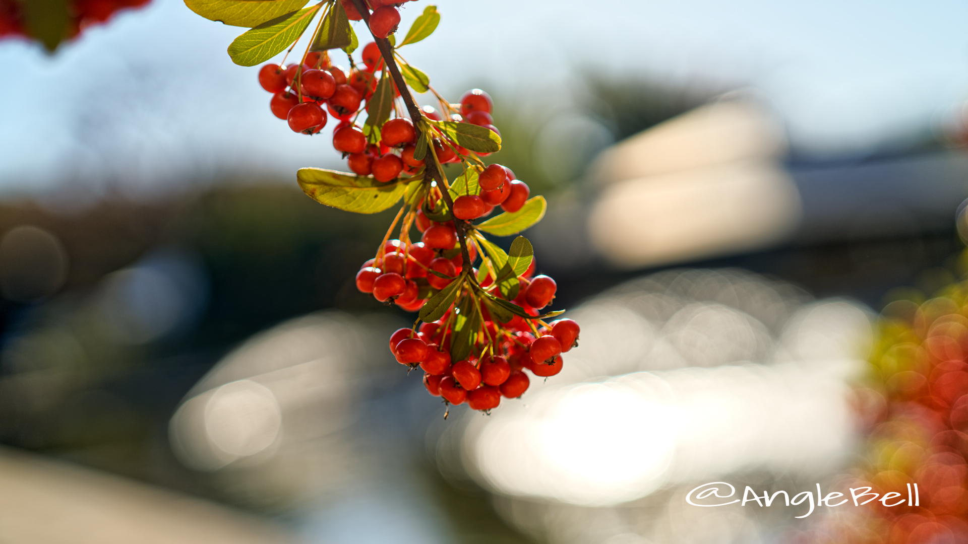 ピラカンサ (実) Flower Photo2019_2