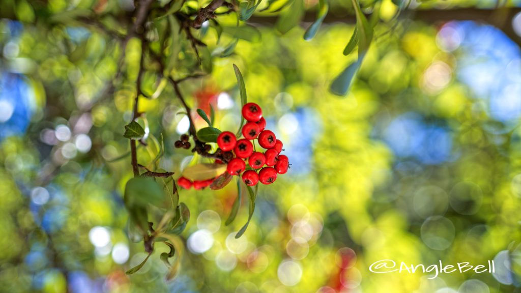 ピラカンサ (実) Flower Photo2019_3