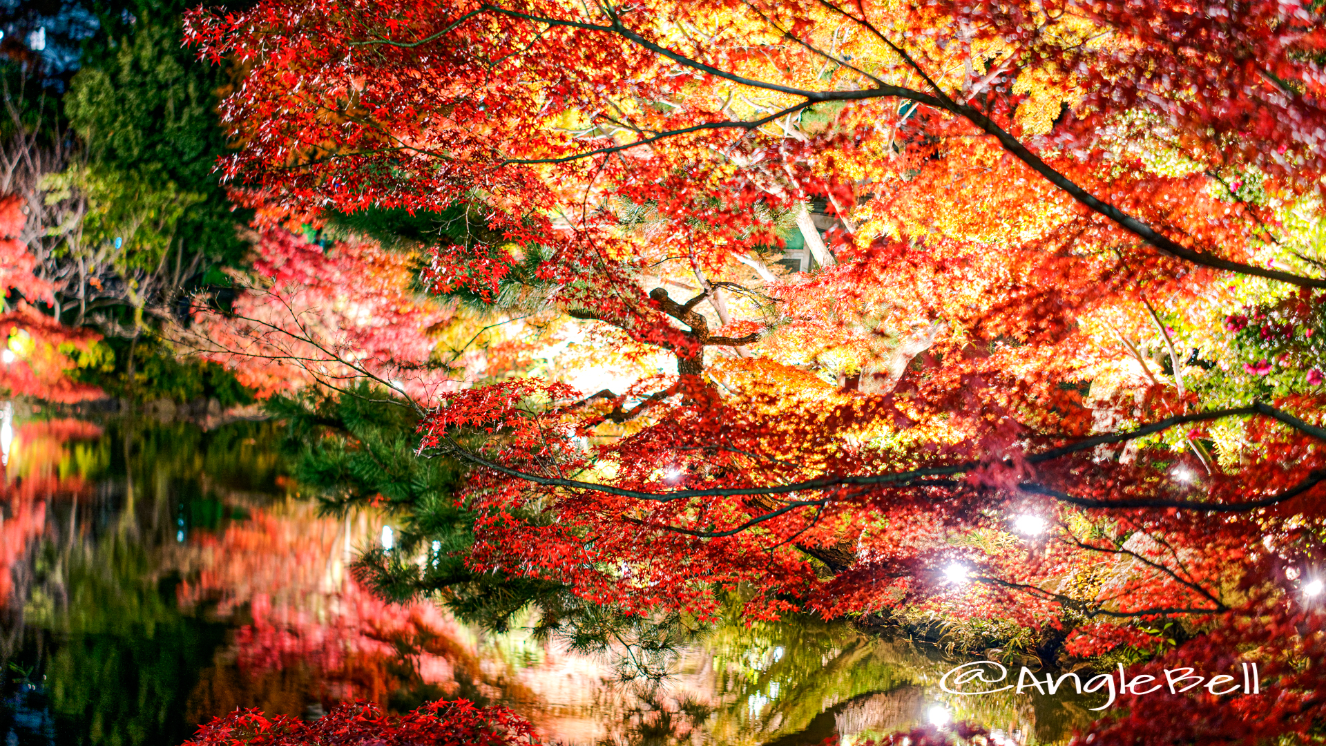 カエデ 楓 Flower Photo2019_1