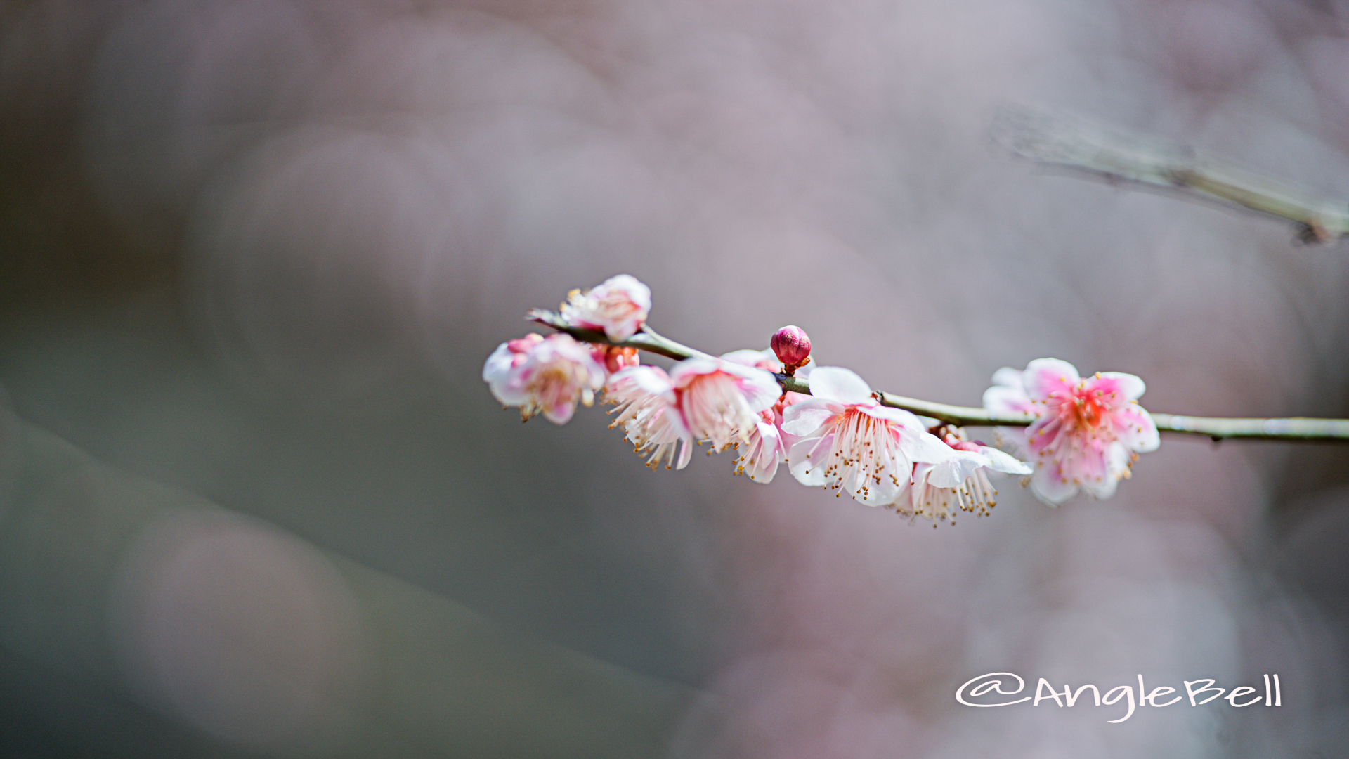 思いのまま 梅 Anglebell Flowers