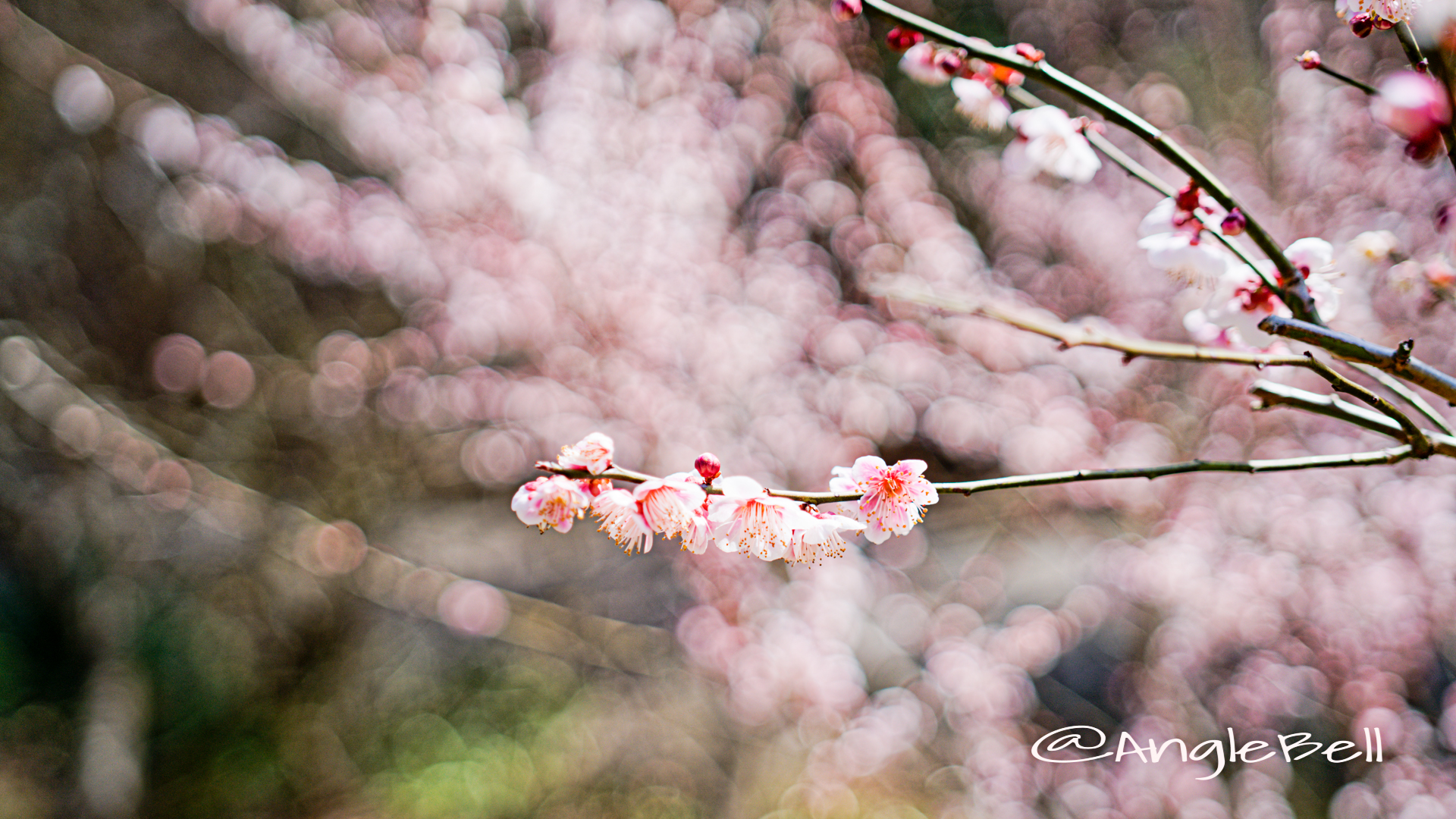 思いのまま 梅 Anglebell Flowers