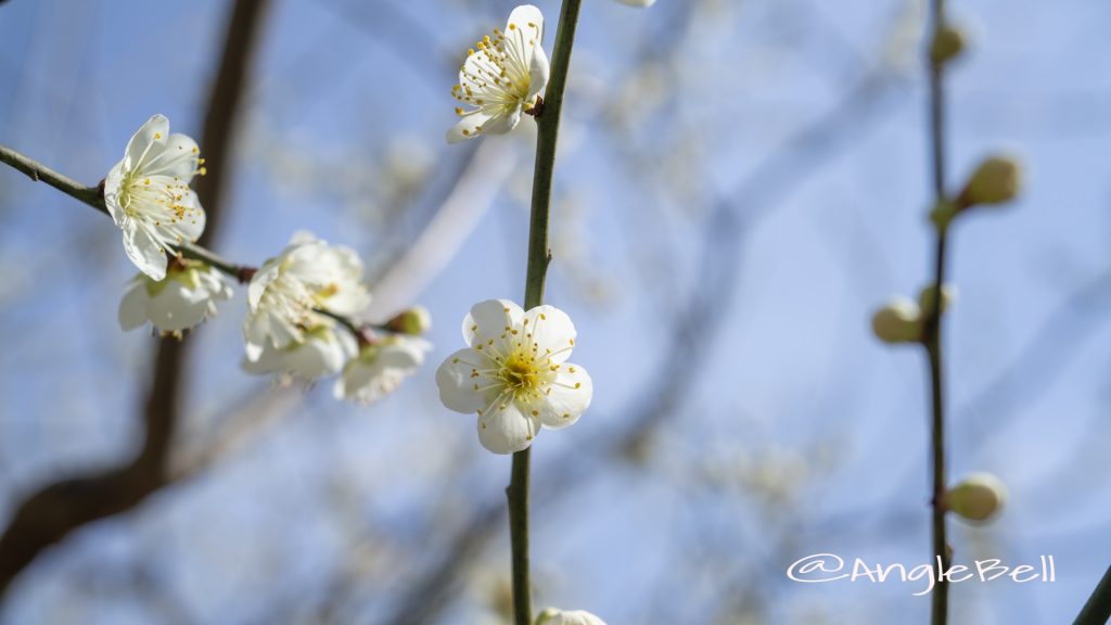 青軸 Flower Photo1