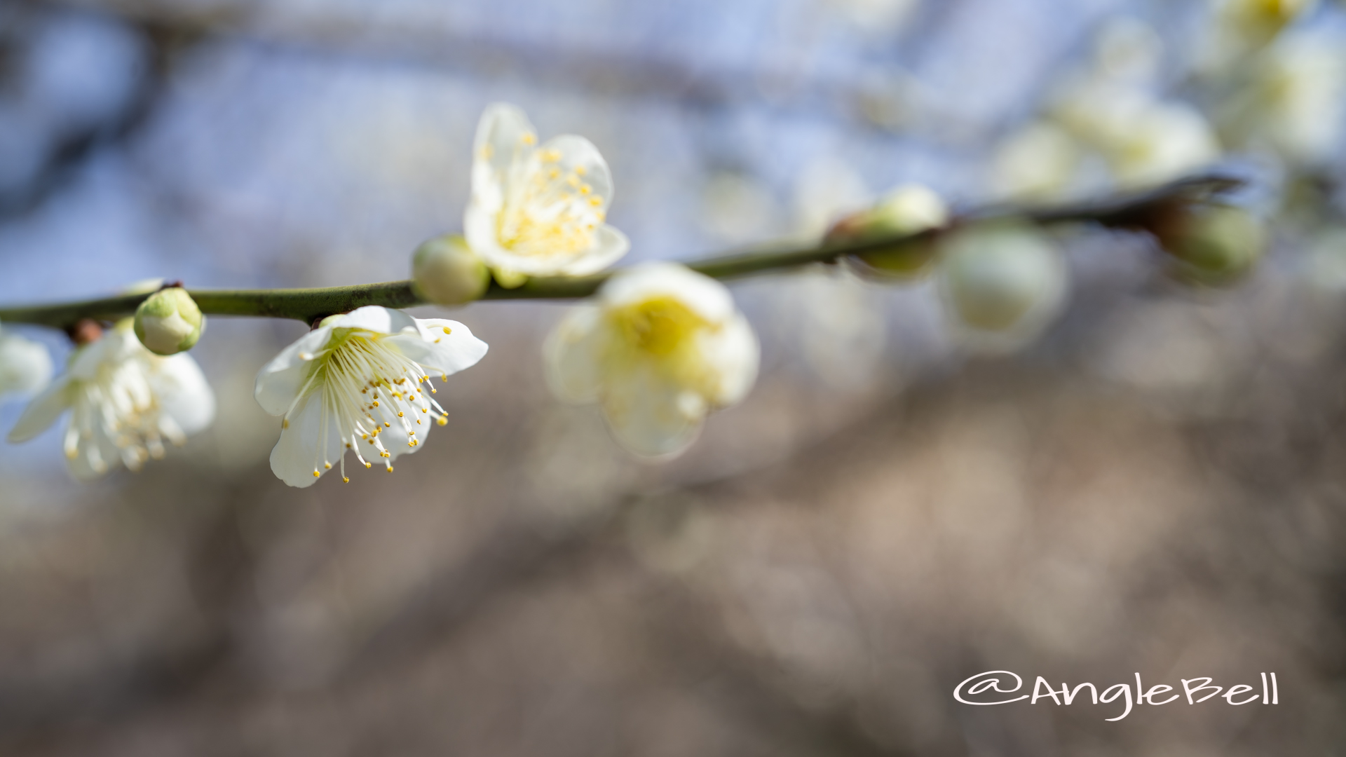 青軸 Flower Photo2