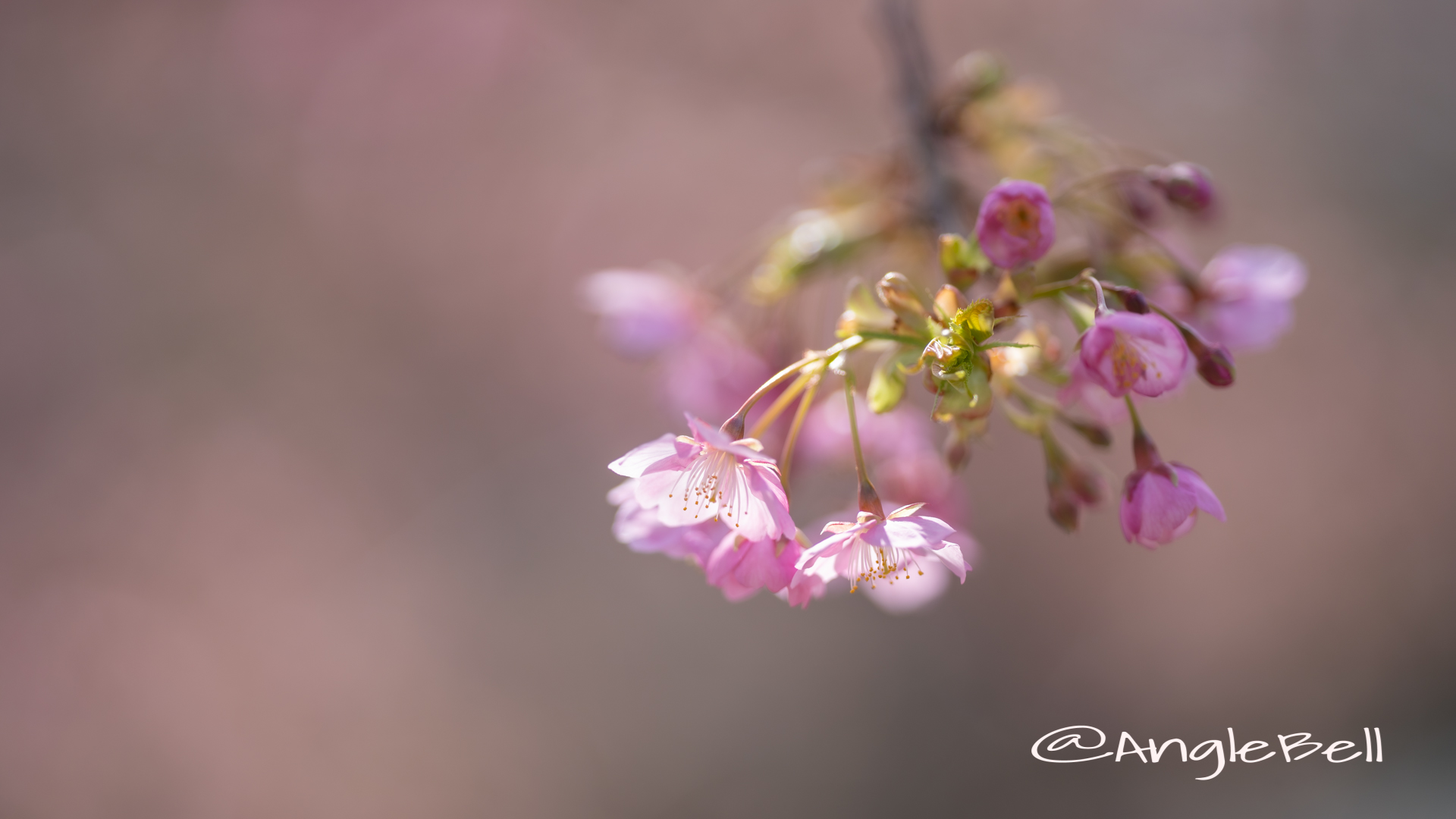 カワヅザクラ 河津桜 Flower Photo2020_2
