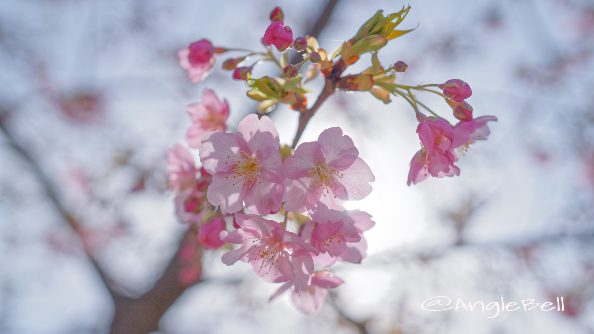 カワヅザクラ 河津桜 Flower Photo2020_3