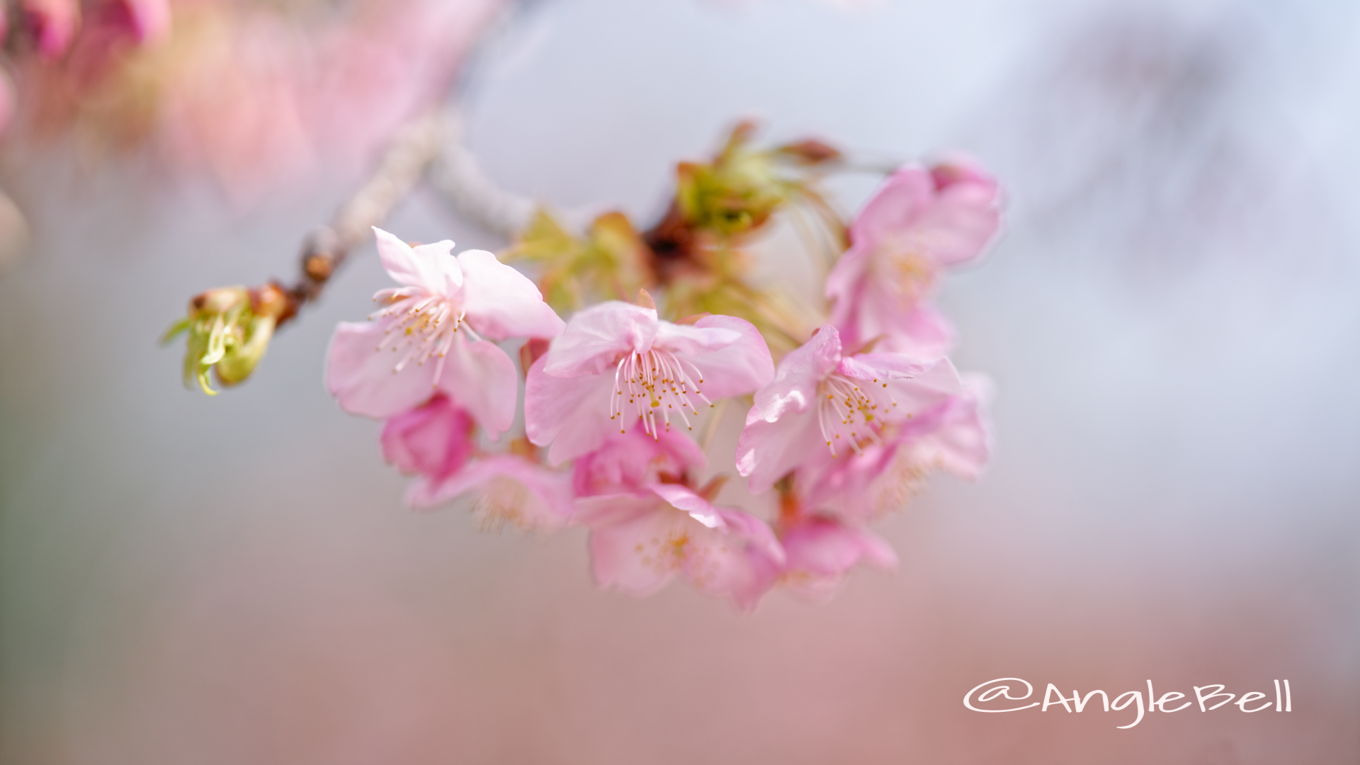 カワヅザクラ 河津桜 Flower Photo2020_1