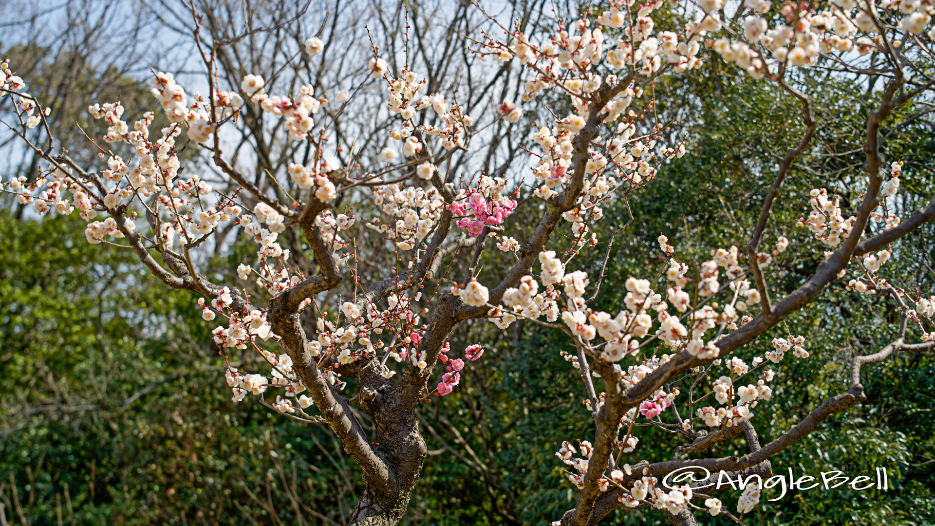 思いのまま粧 (梅) Flower Photo2020_5