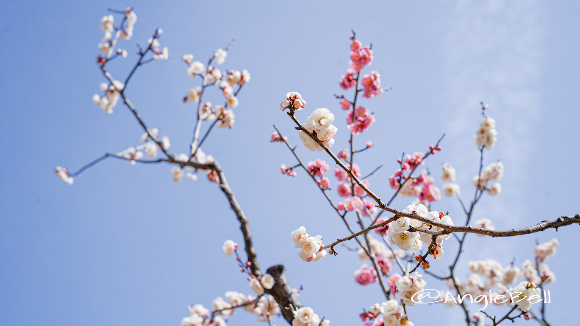 思いのまま粧 (梅) Flower Photo2020_1