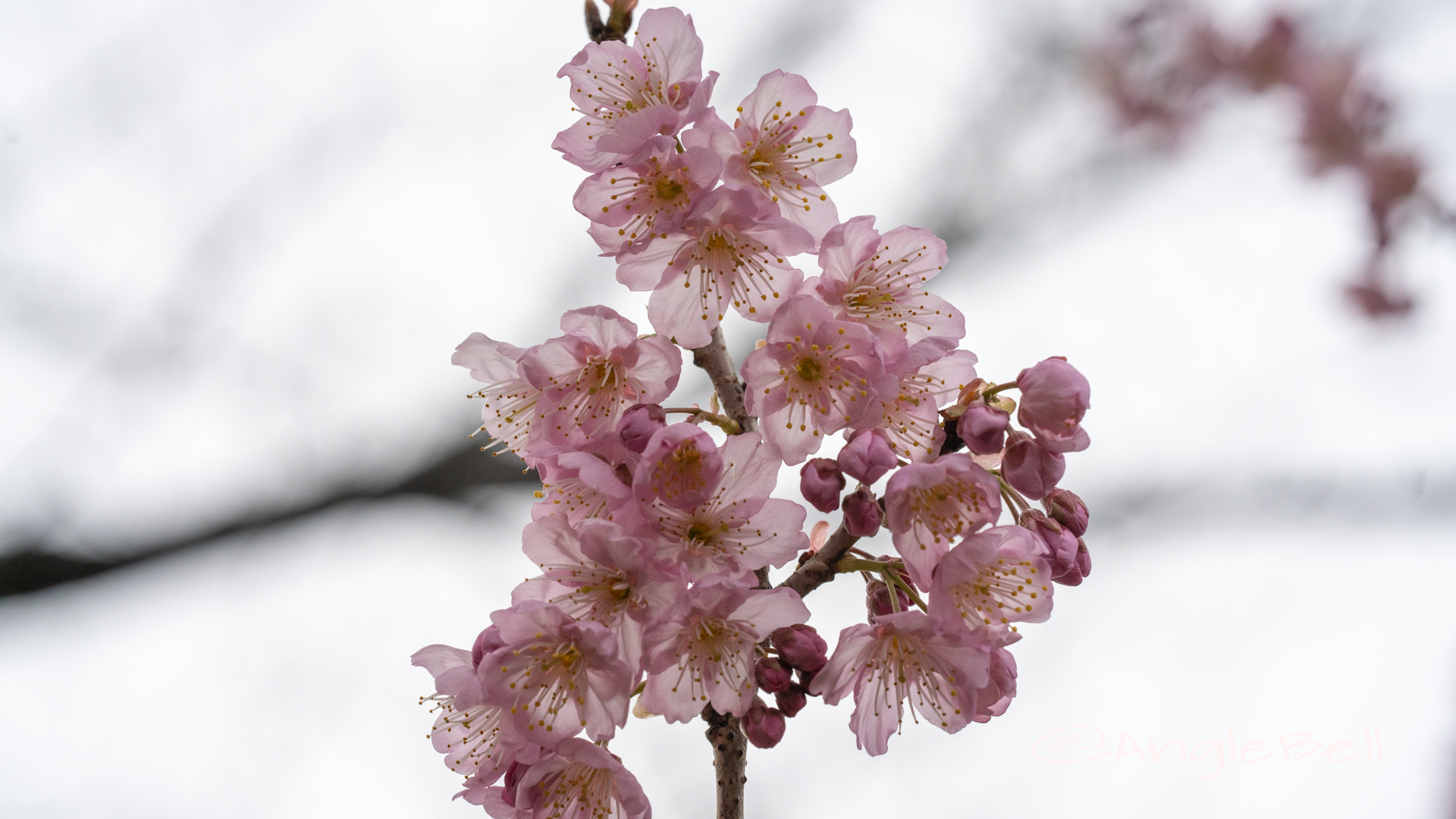 ツバキカンザクラ 椿寒桜Flower Photo2020_3