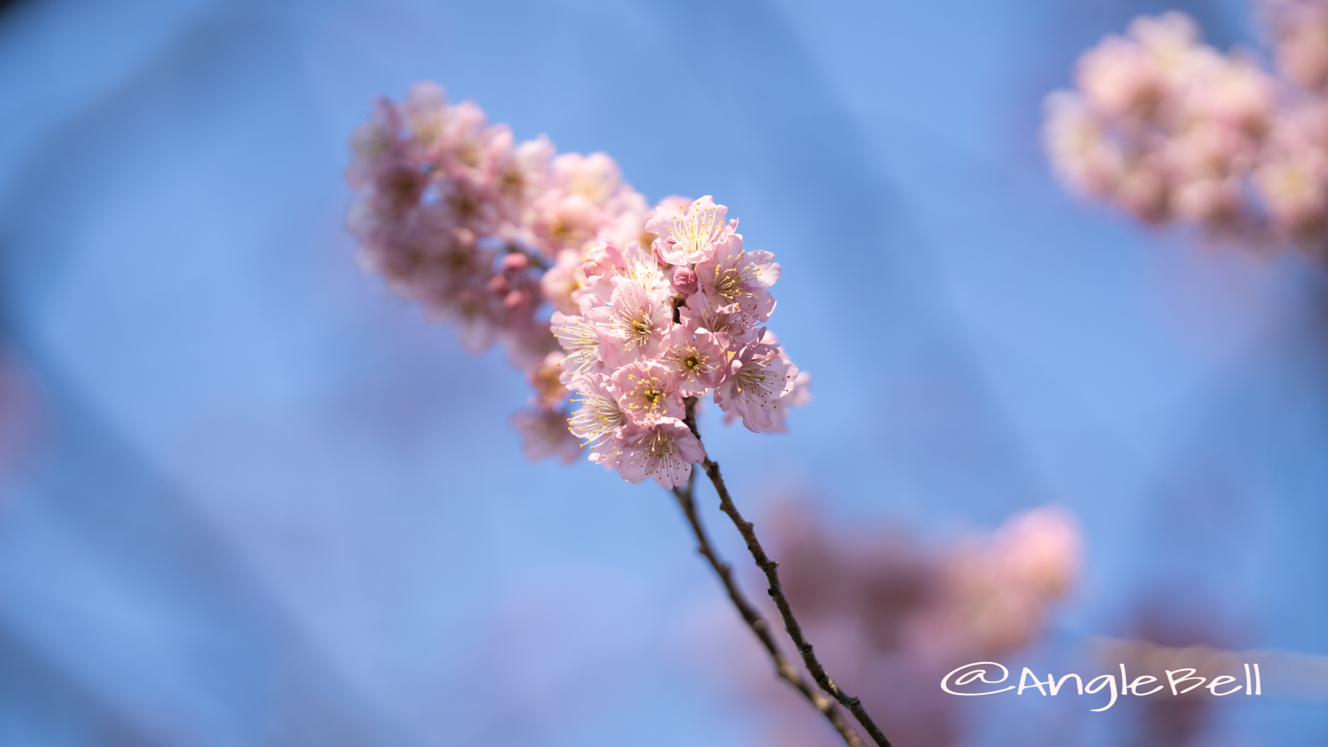 ツバキカンザクラ 椿寒桜Flower Photo2020_2