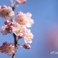 ツバキカンザクラ 椿寒桜Flower Photo2020_1