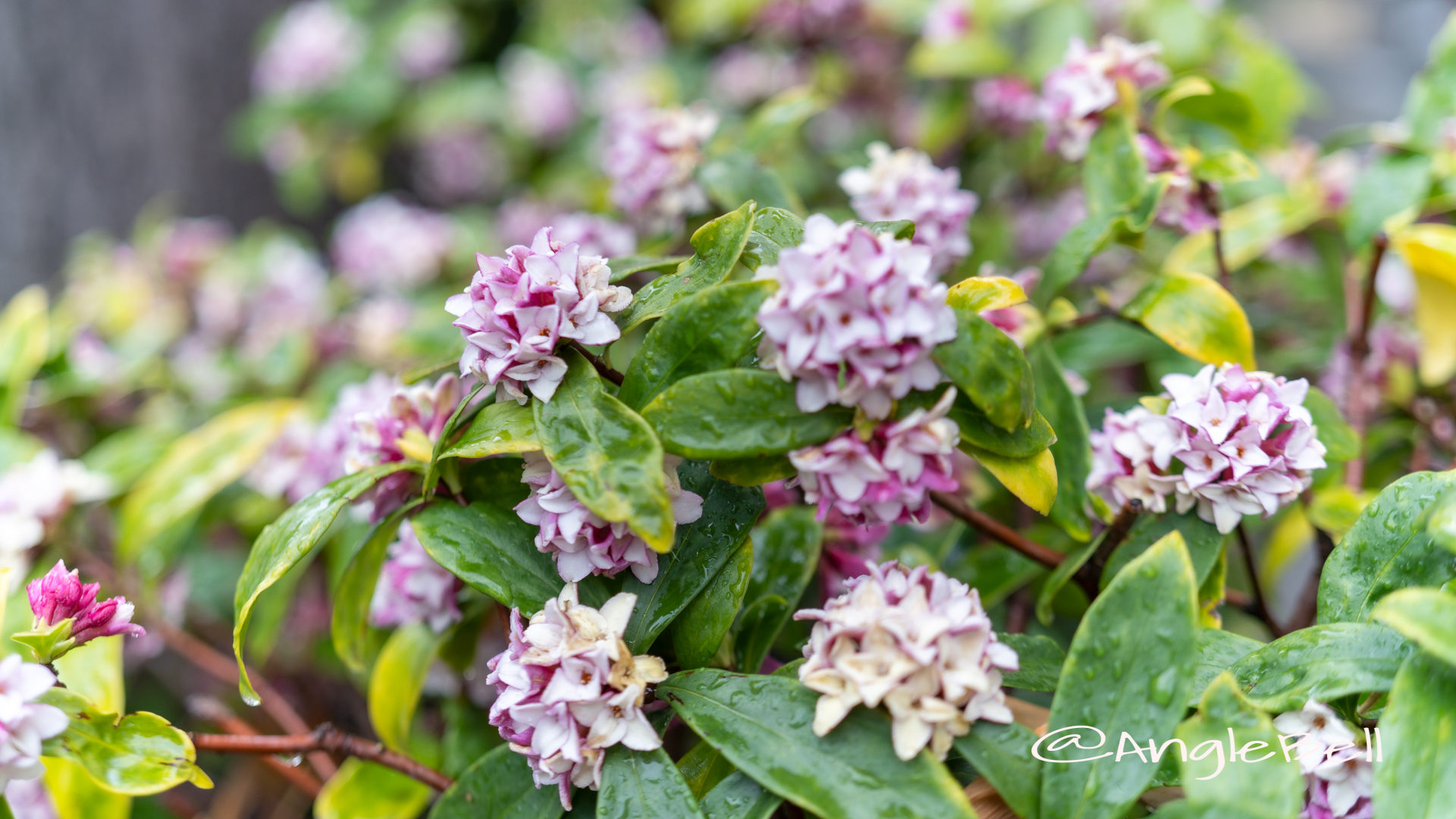 ジンチョウゲ 沈丁花 Flower Photo2020_1