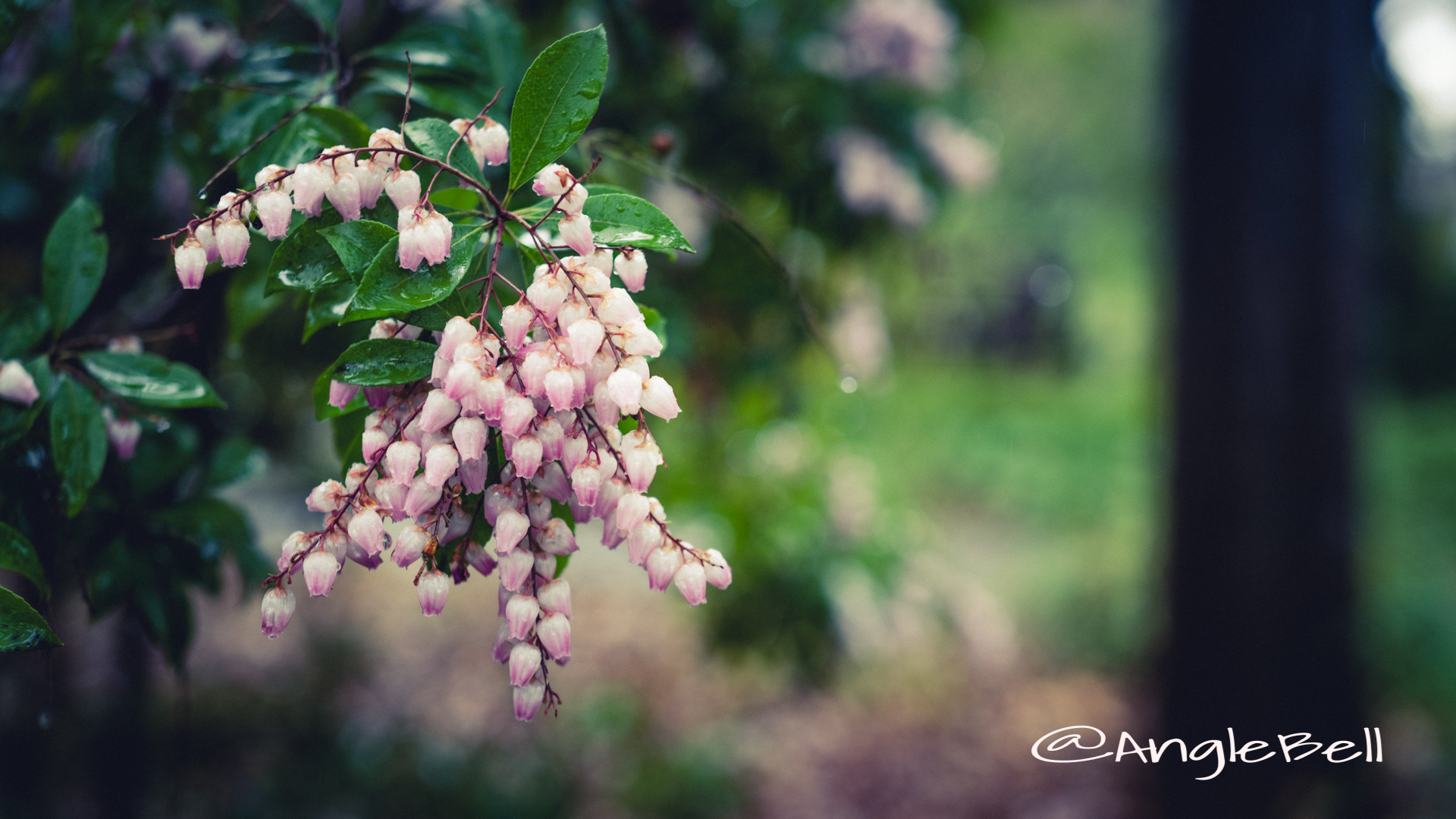 アセビ 馬酔木 Flower Photo2020_1