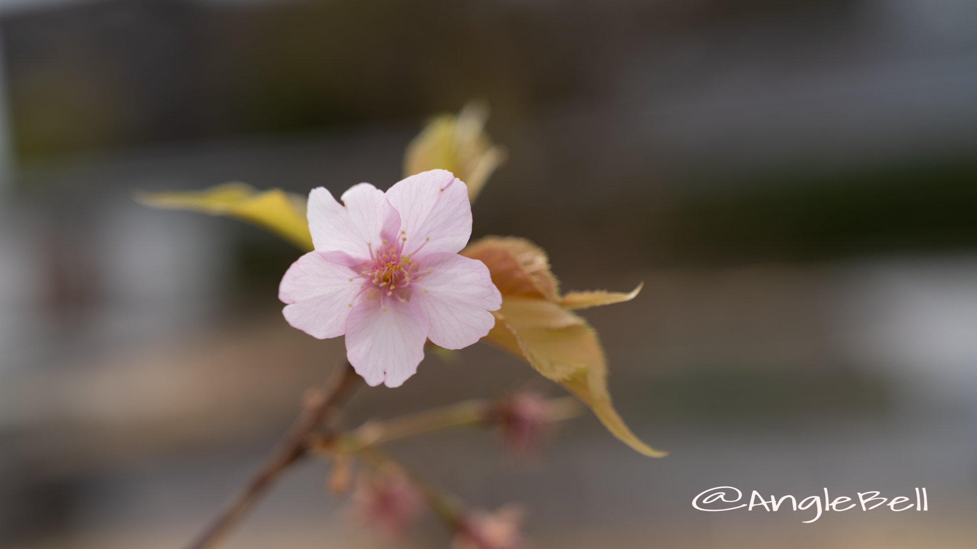 カワヅザクラ 河津桜 Flower Photo2020_5