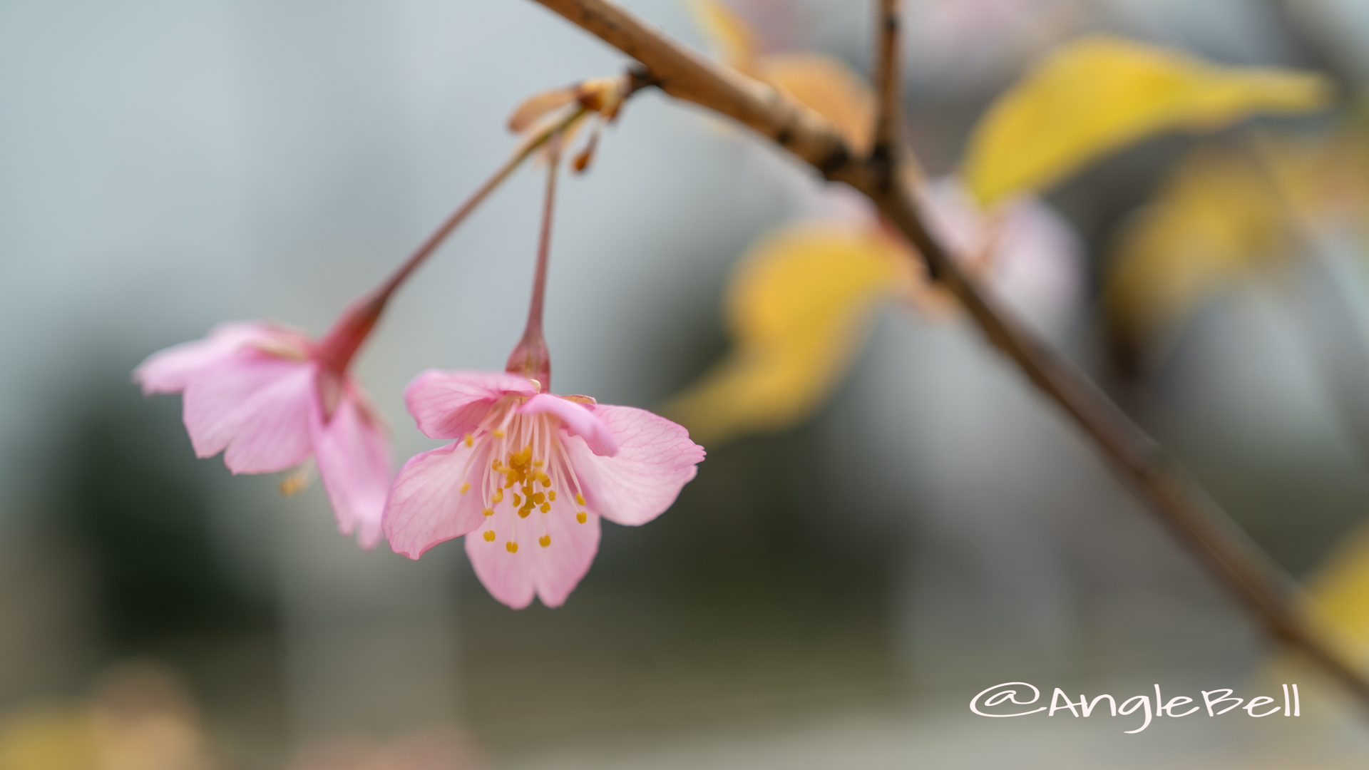 カワヅザクラ 河津桜 Flower Photo2020_4