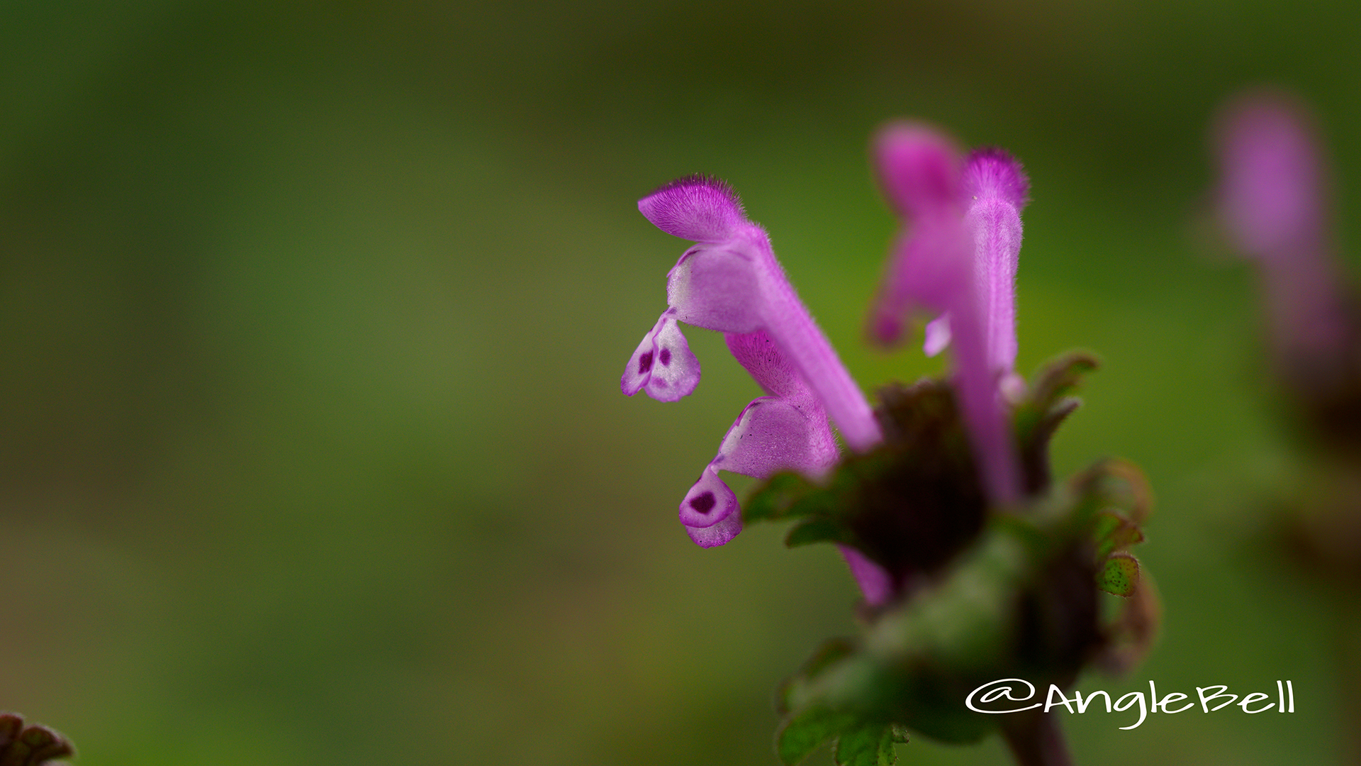 ホトケノザ 仏の座 Flower Photo5