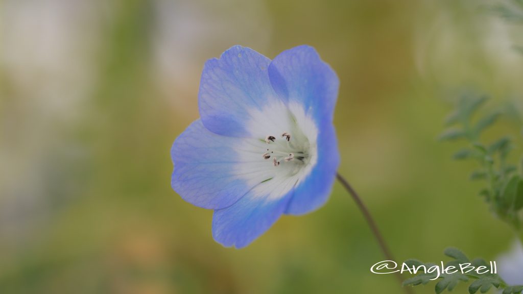 ネモフィラ 瑠璃唐草 Flower Photo1