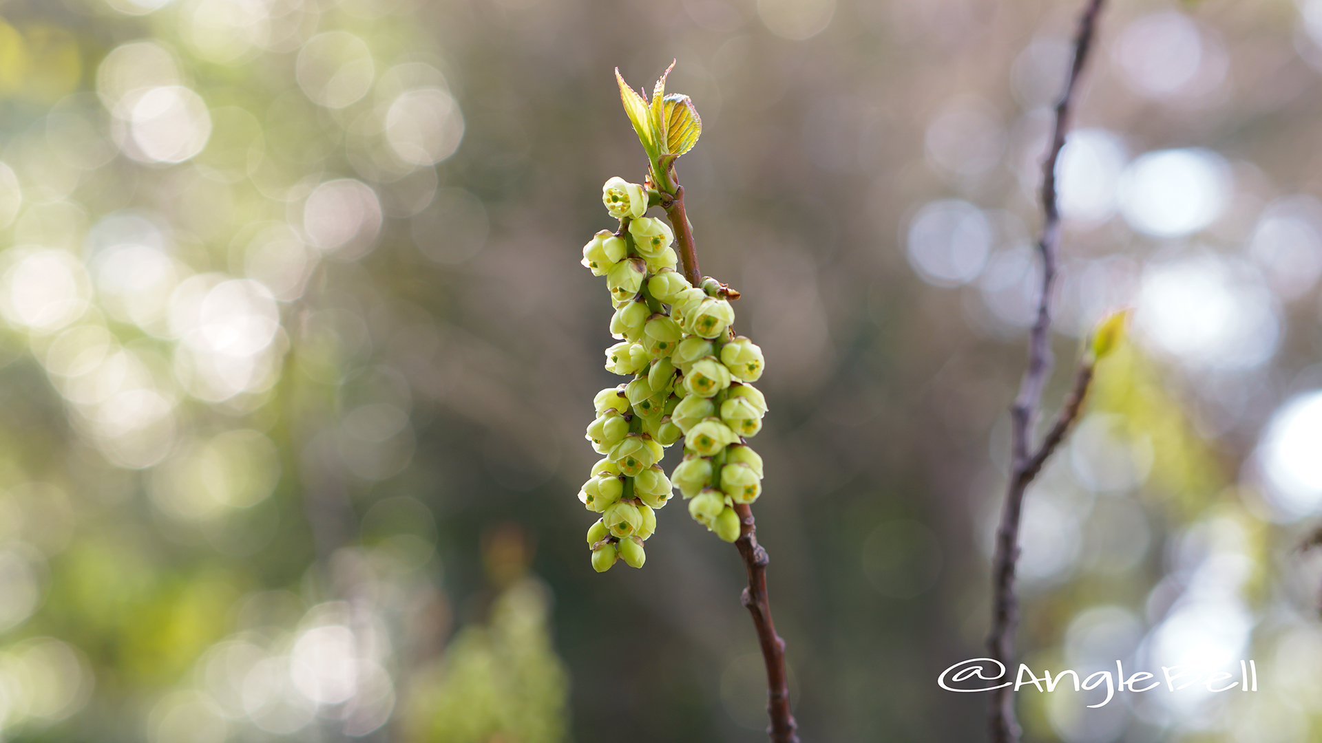 ハチジョウキブシ 八丈木五倍子 Flower Photo1