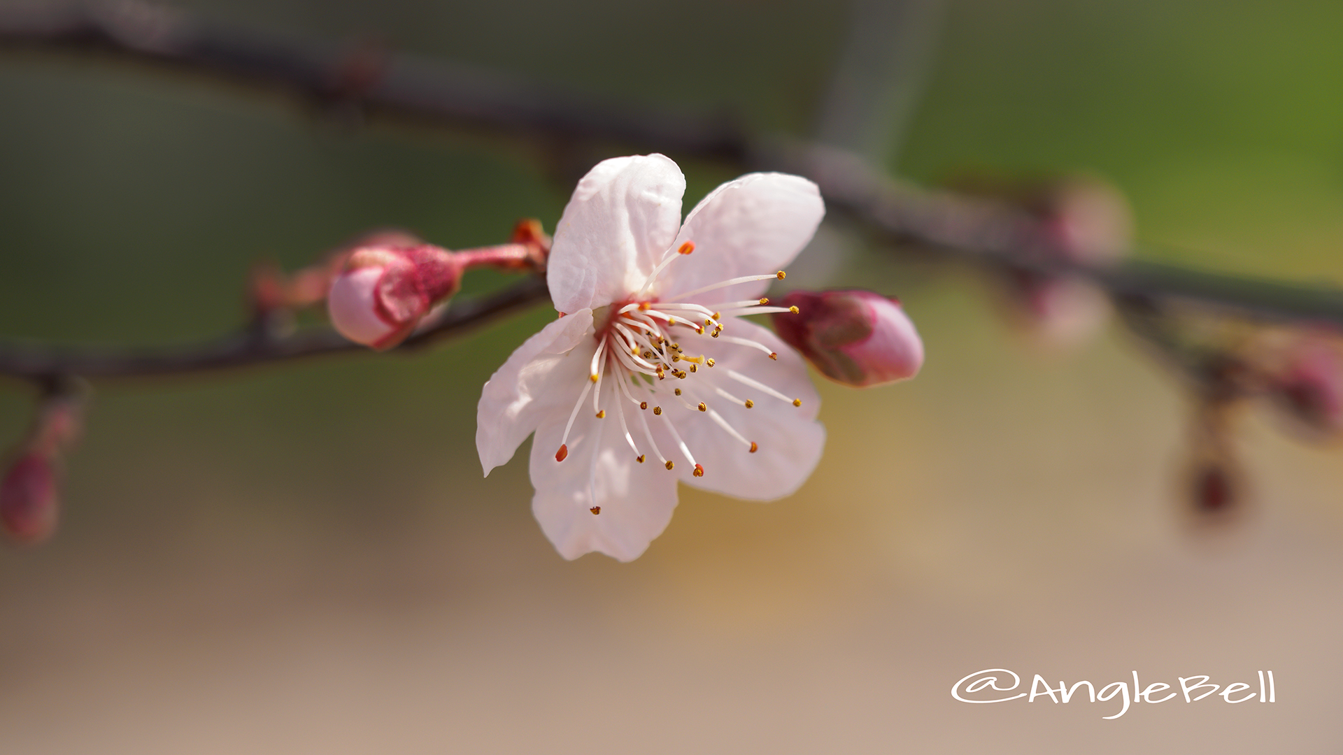 ベニバスモモ 紅葉李 Flower Photo2