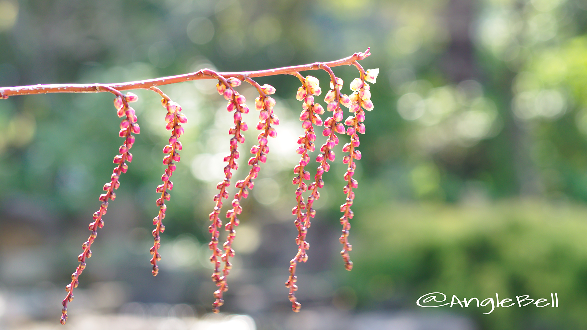 ハチジョウキブシ(赤花) 八丈木五倍子 Flower Photo1