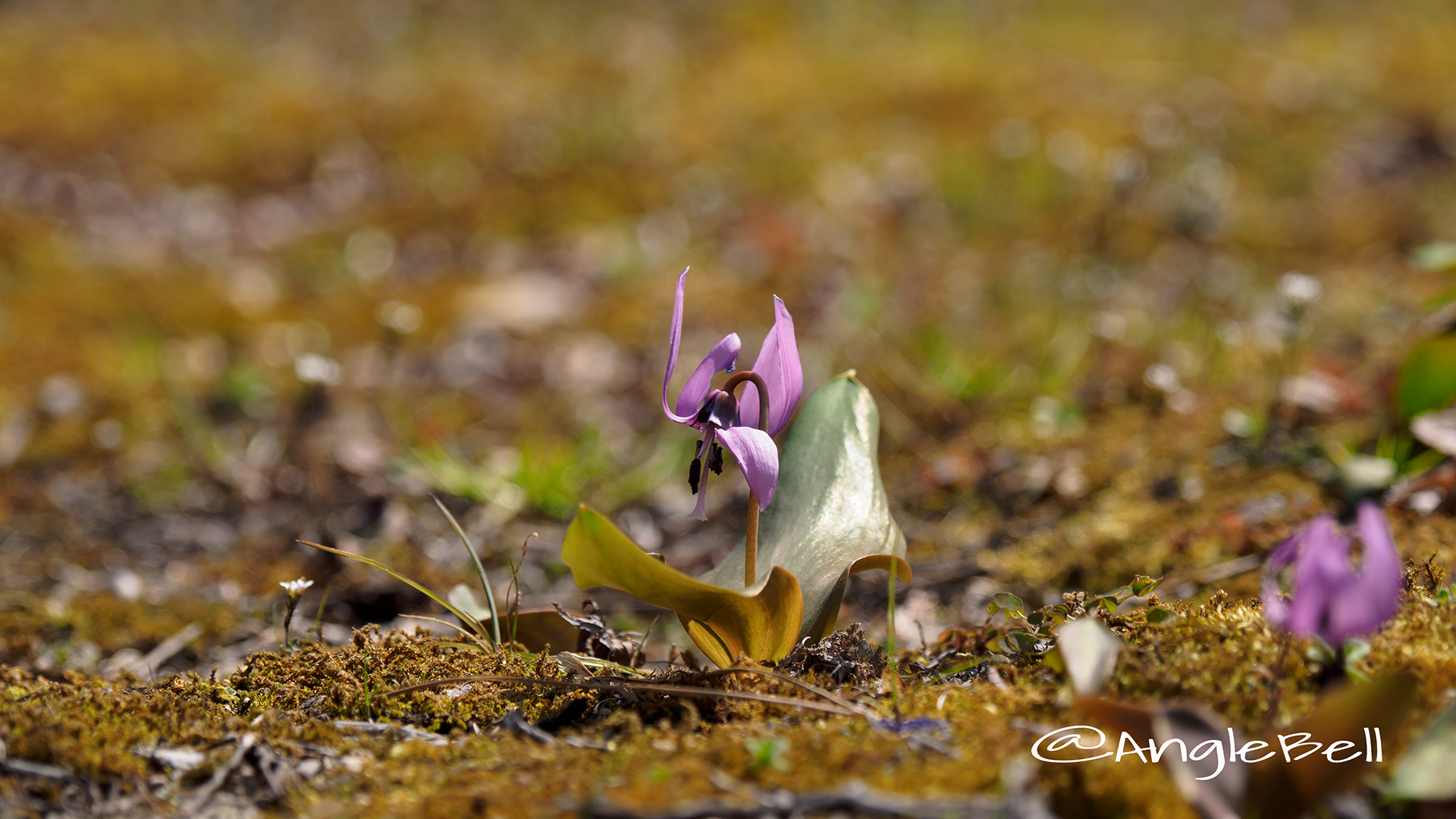 カタクリ Flower Photo3