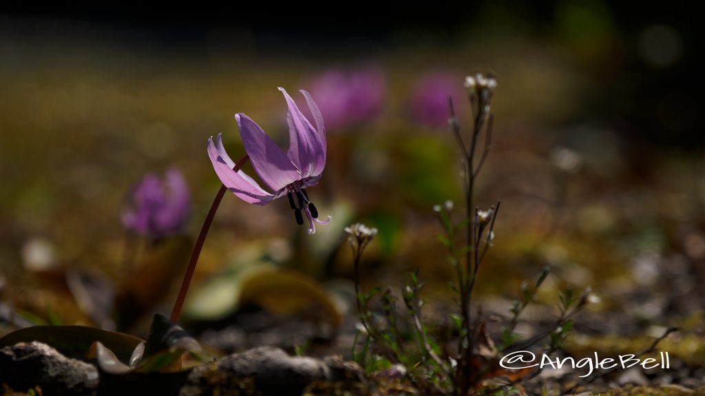 カタクリ Flower Photo1
