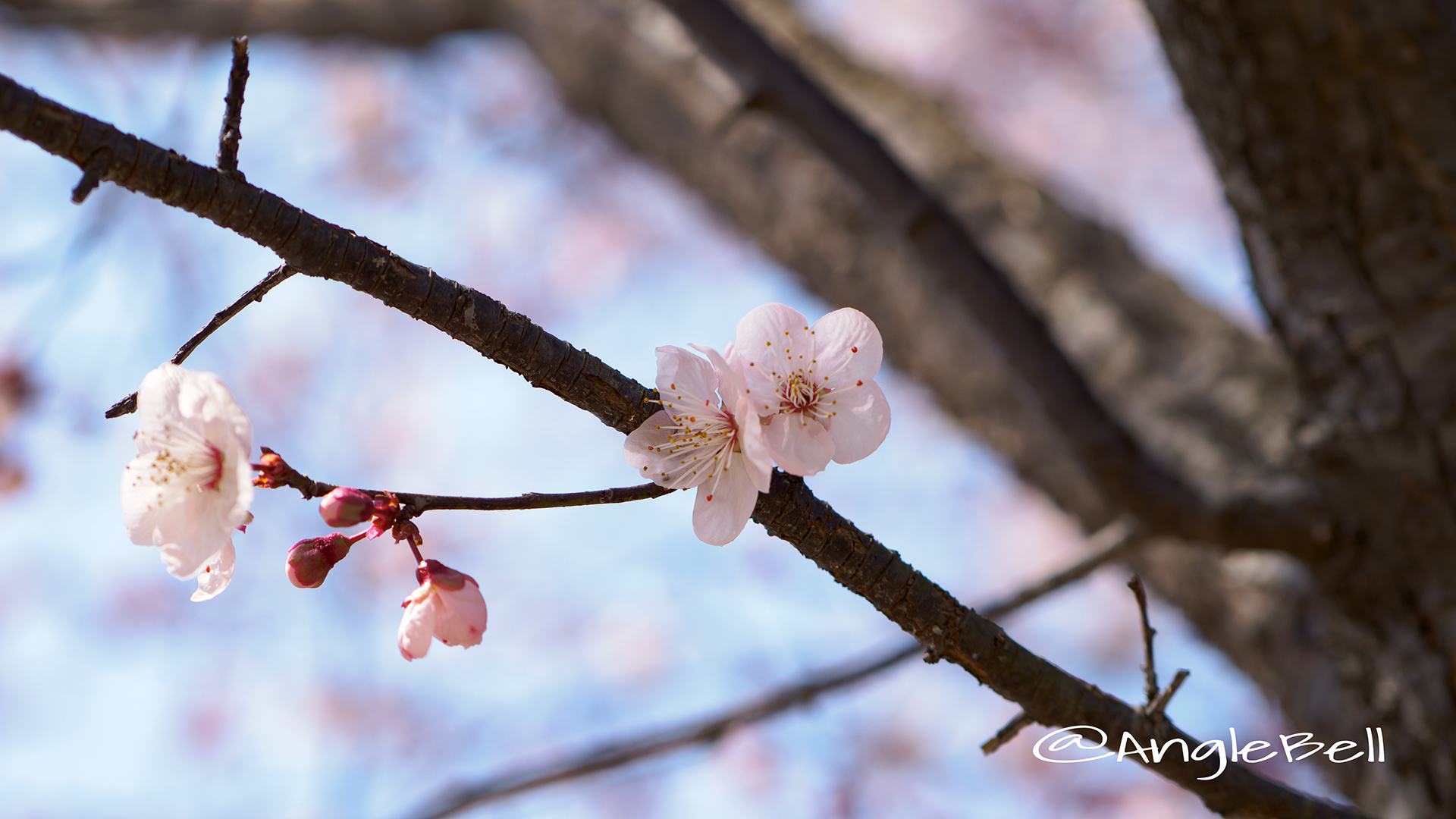 ベニバスモモ 紅葉李 Flower Photo1