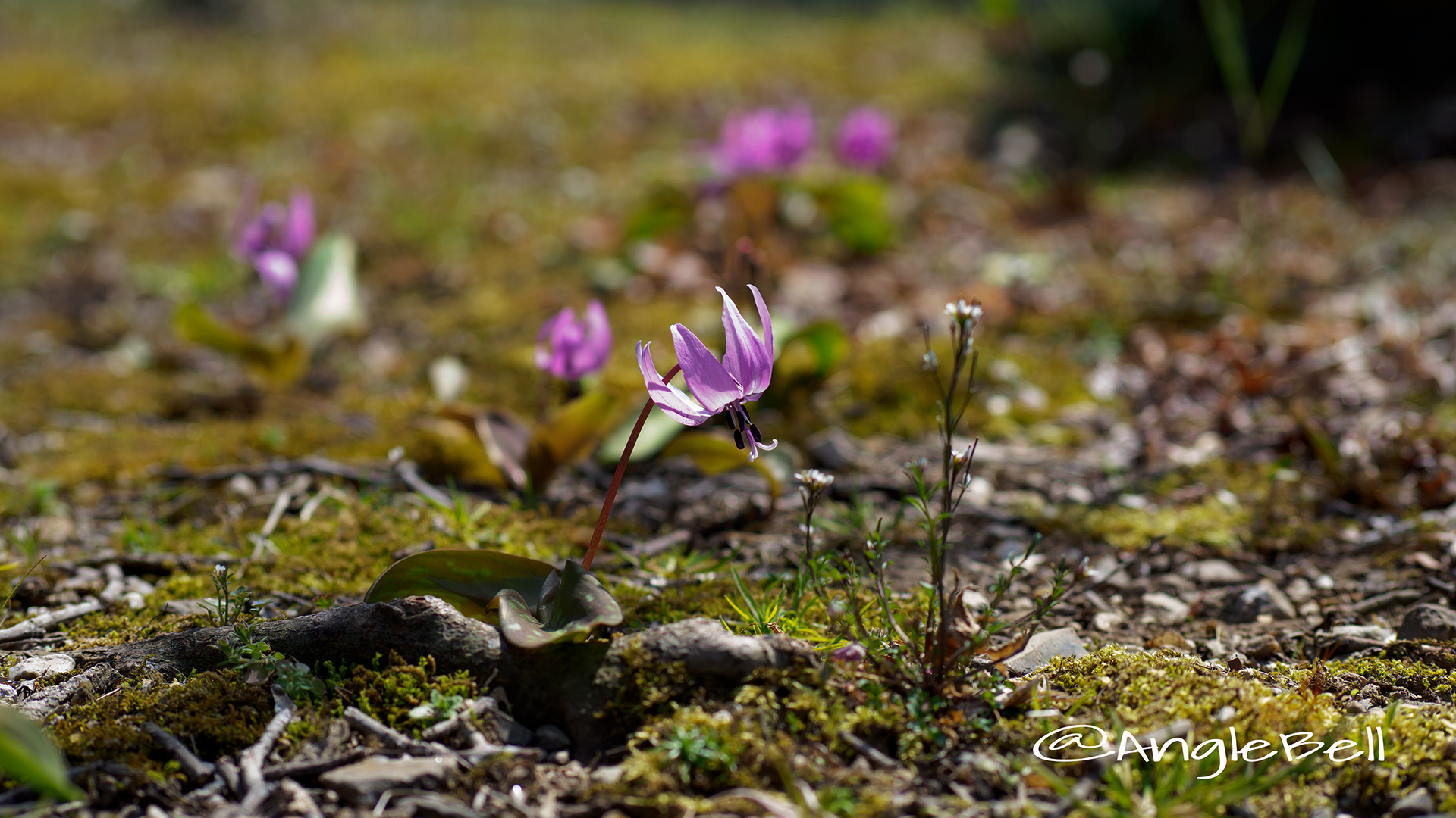 カタクリ Flower Photo2