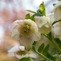 レンテンローズ ホワイト・セミダブル Flower Photo1